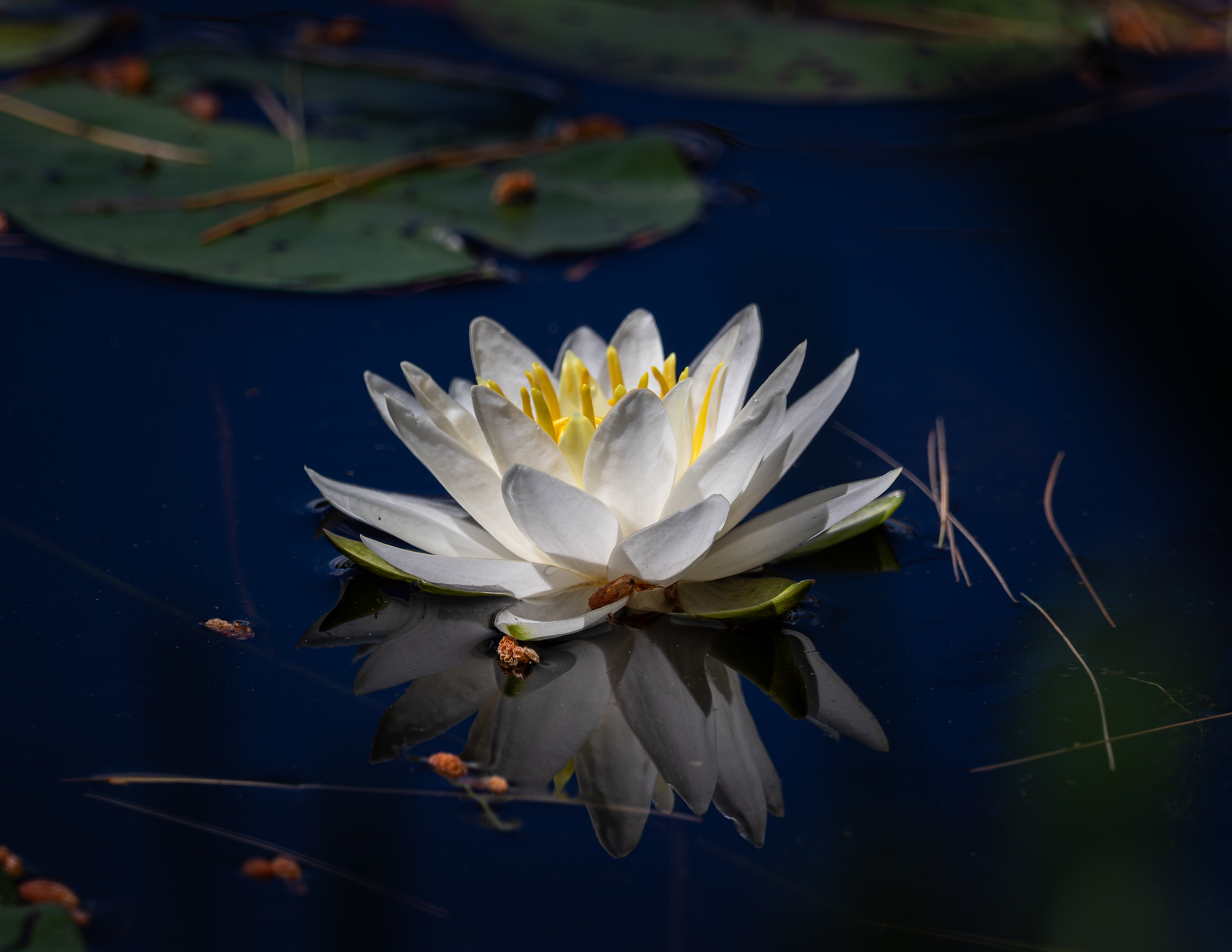 Water Lily No2