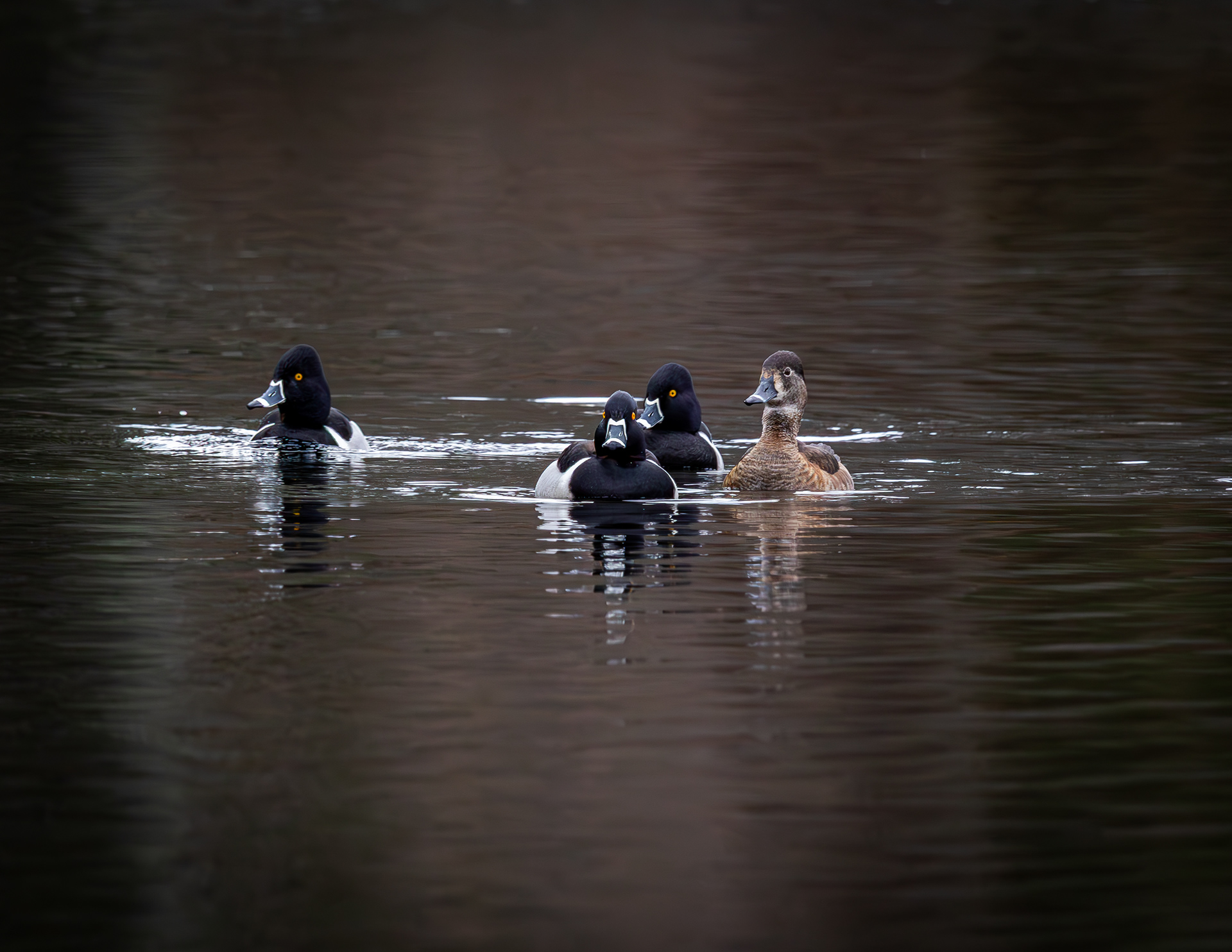 Ringnecked Ducks at CSV No6