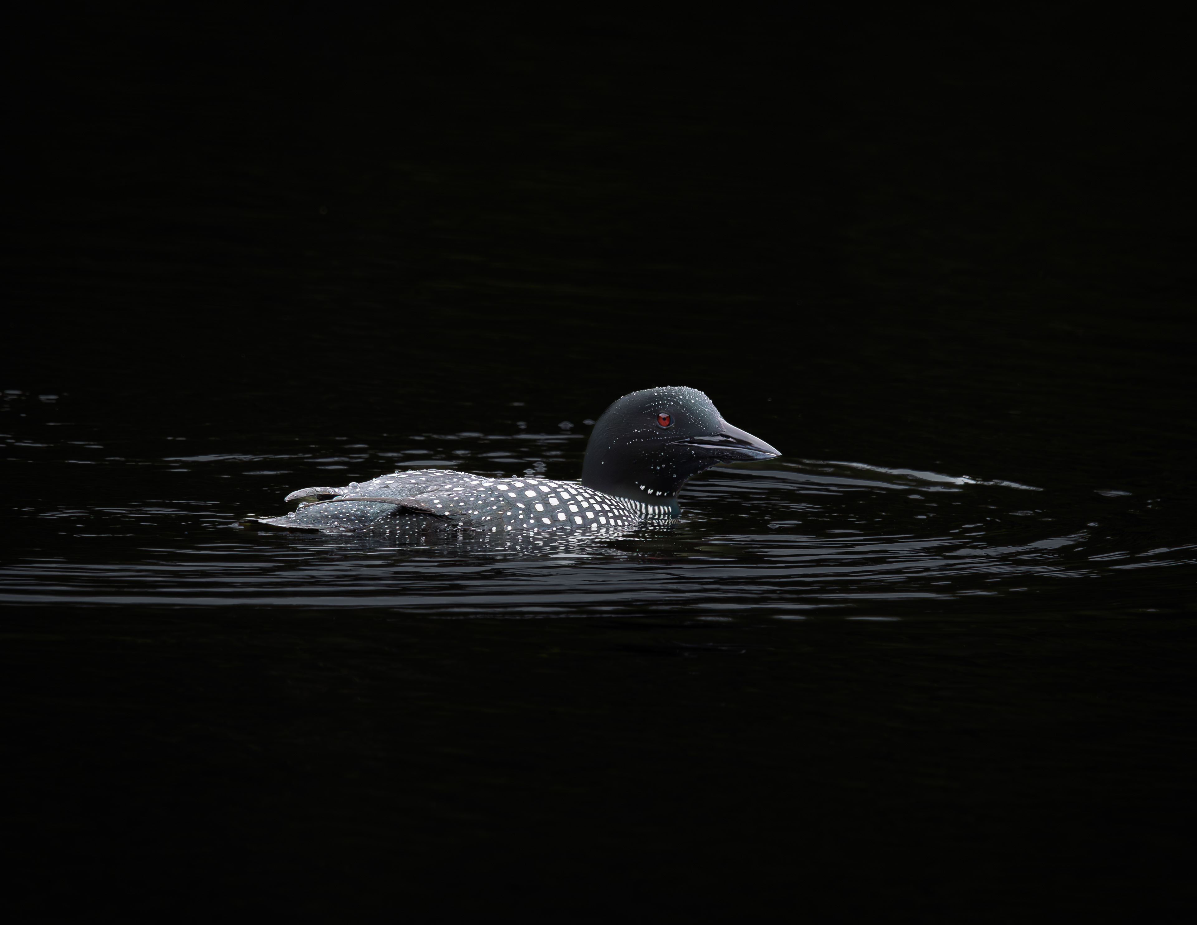 Loon No5