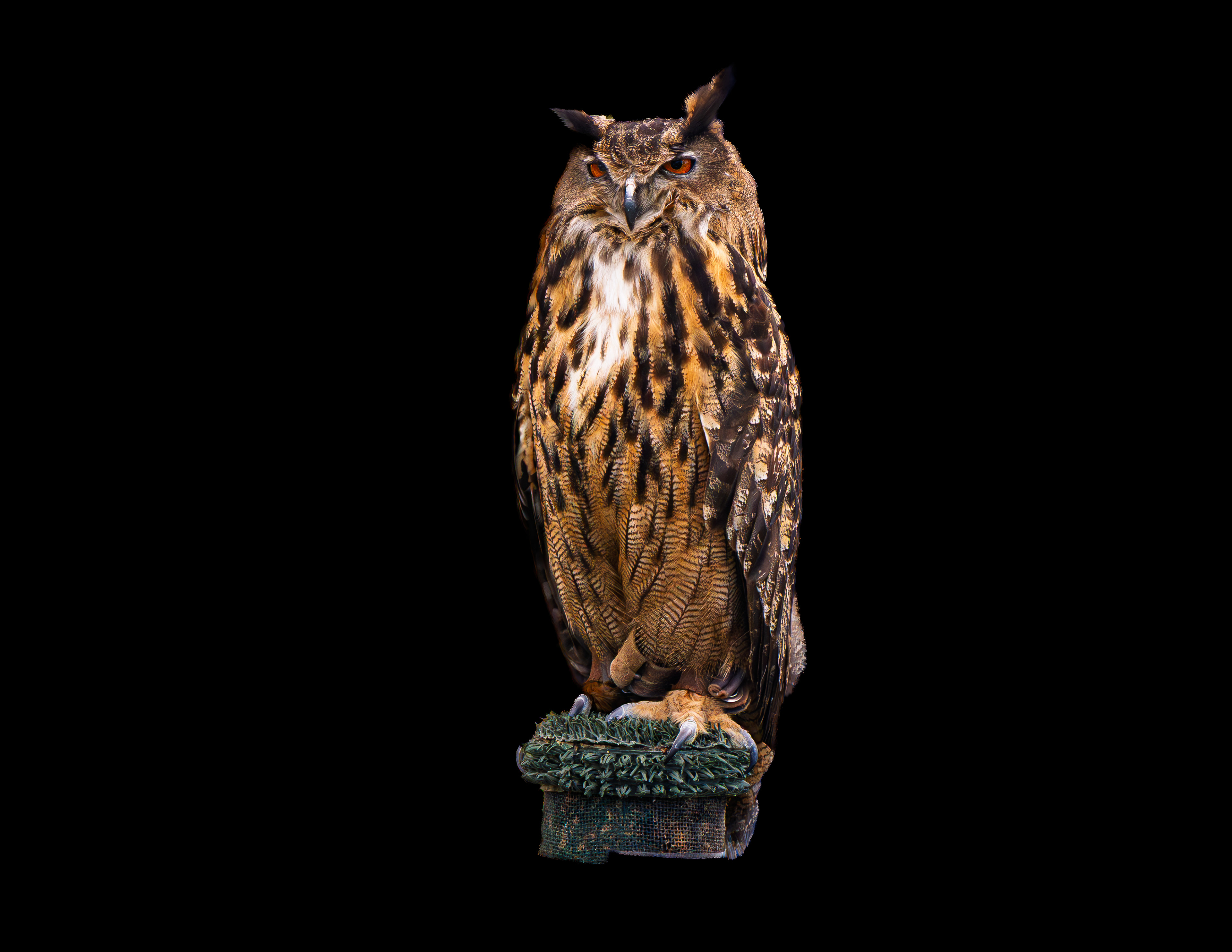 Eurasion Eagle Owl No2