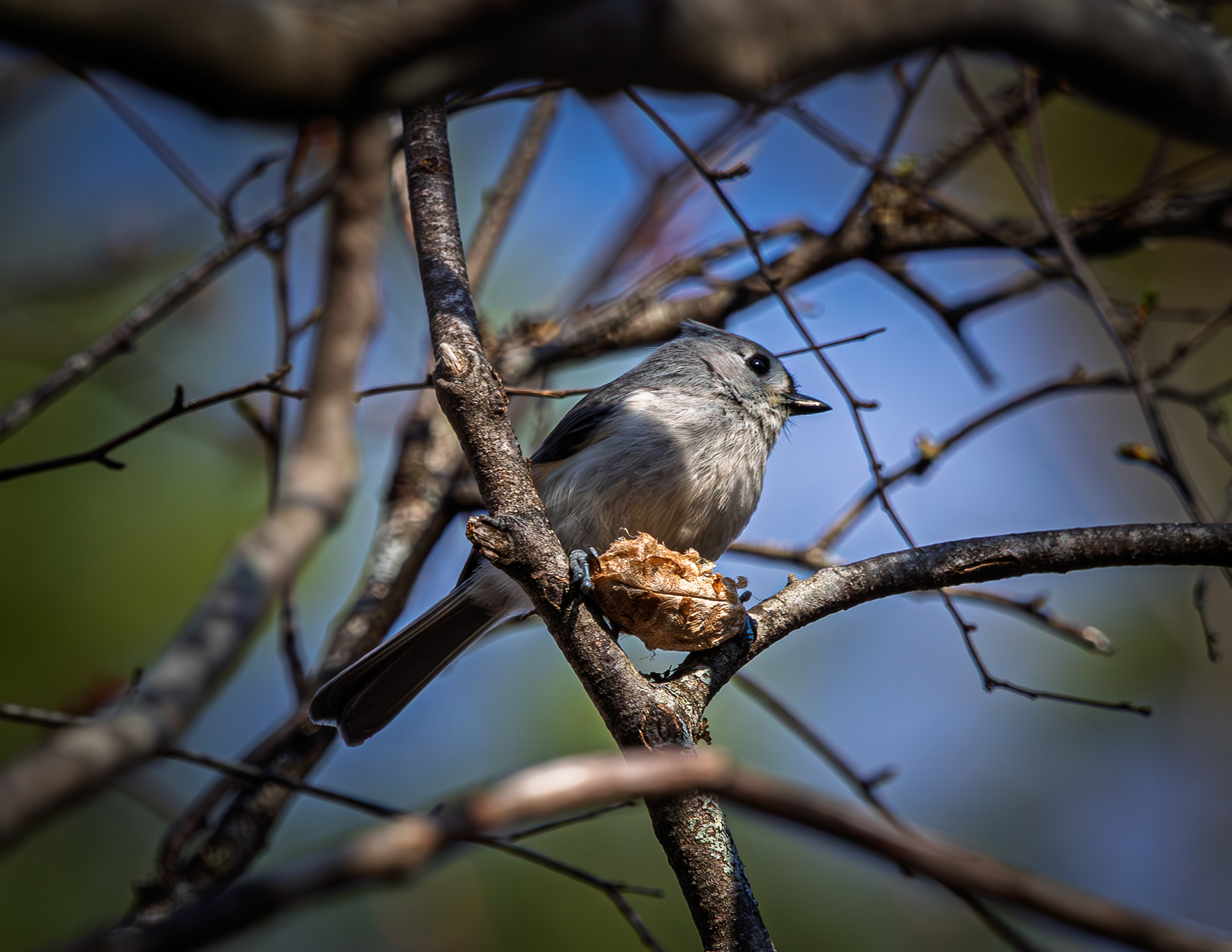 Tufted Titmouse