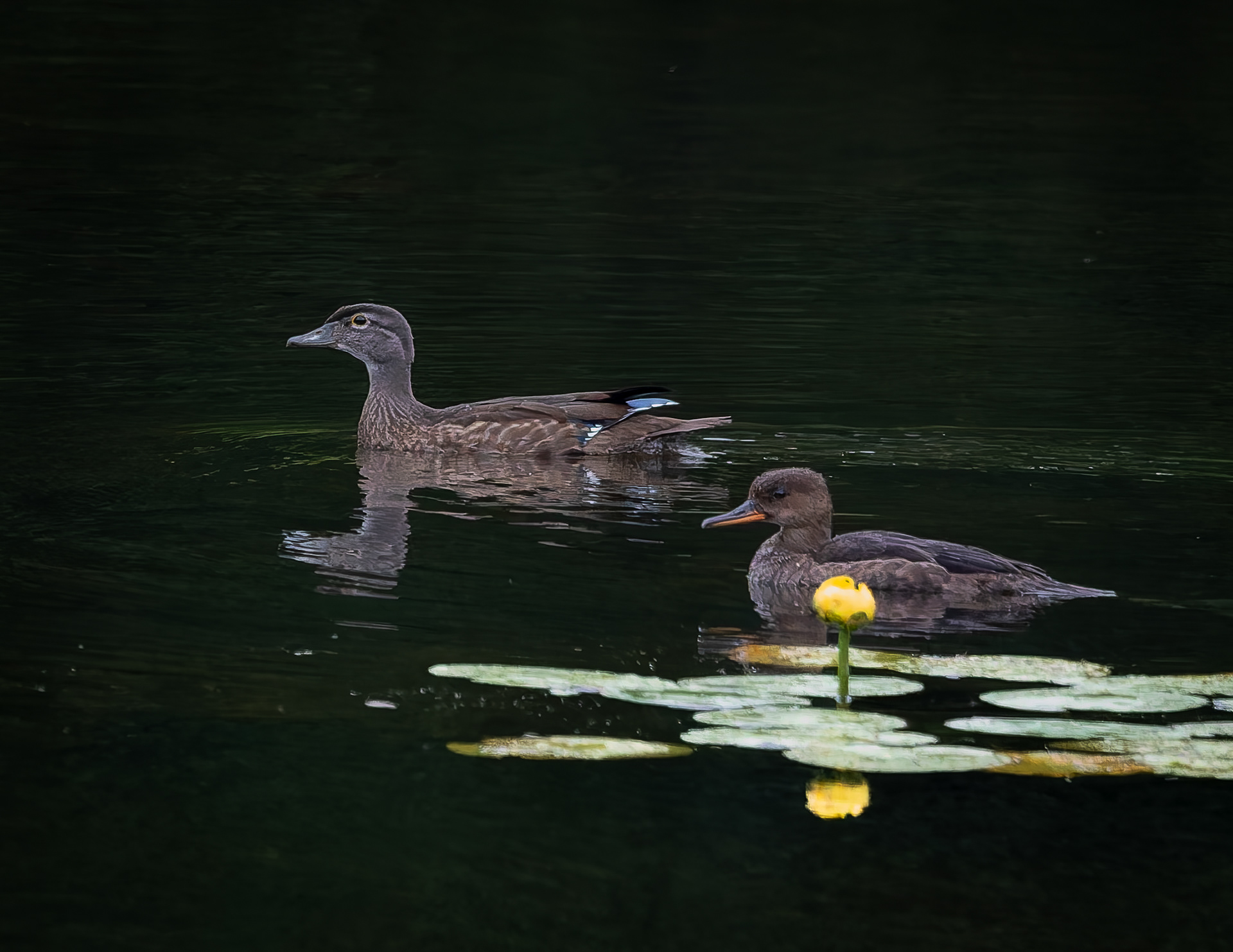 Wood Duck and Hooded Merganser