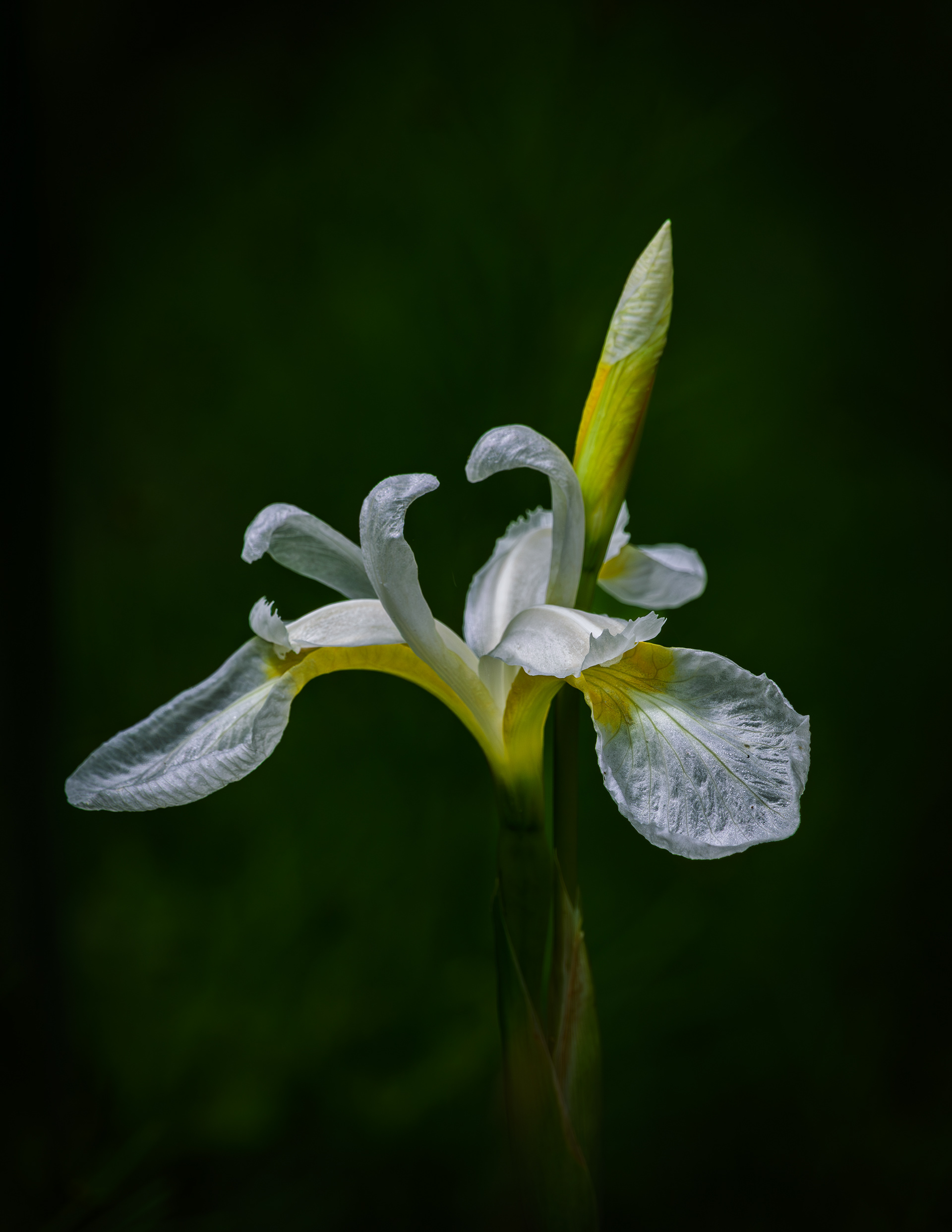 White Iris at in Color