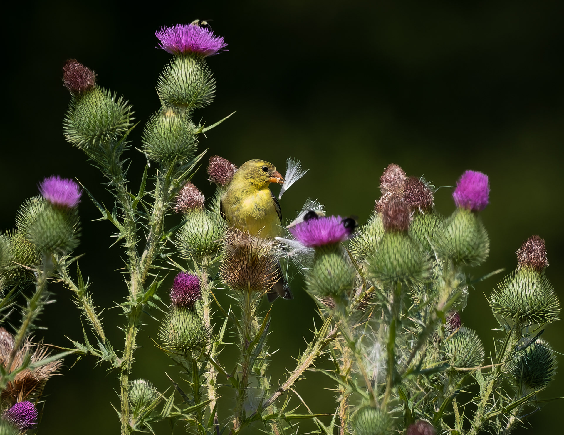 American Goldfinch No3
