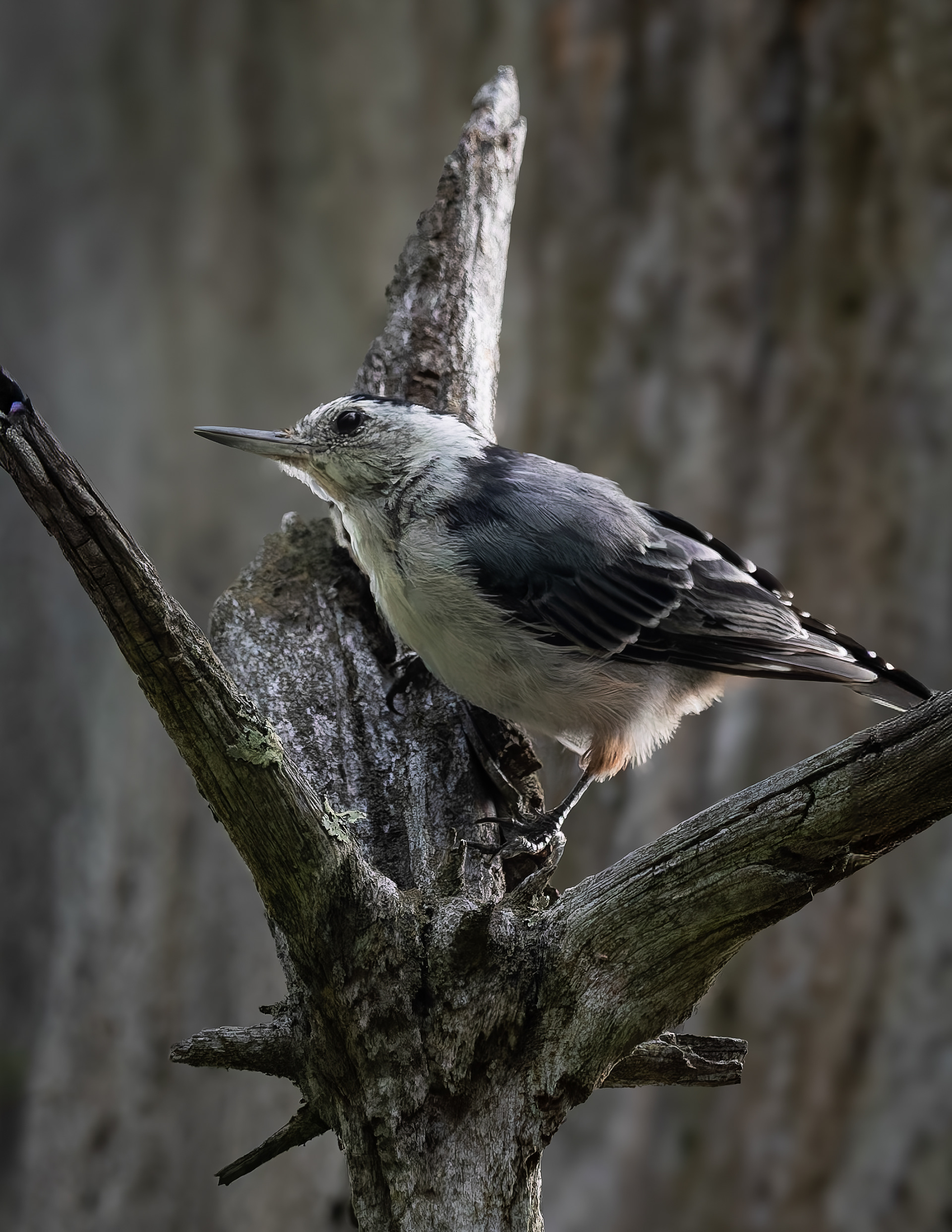 White Breasted Nuthatch - Color
