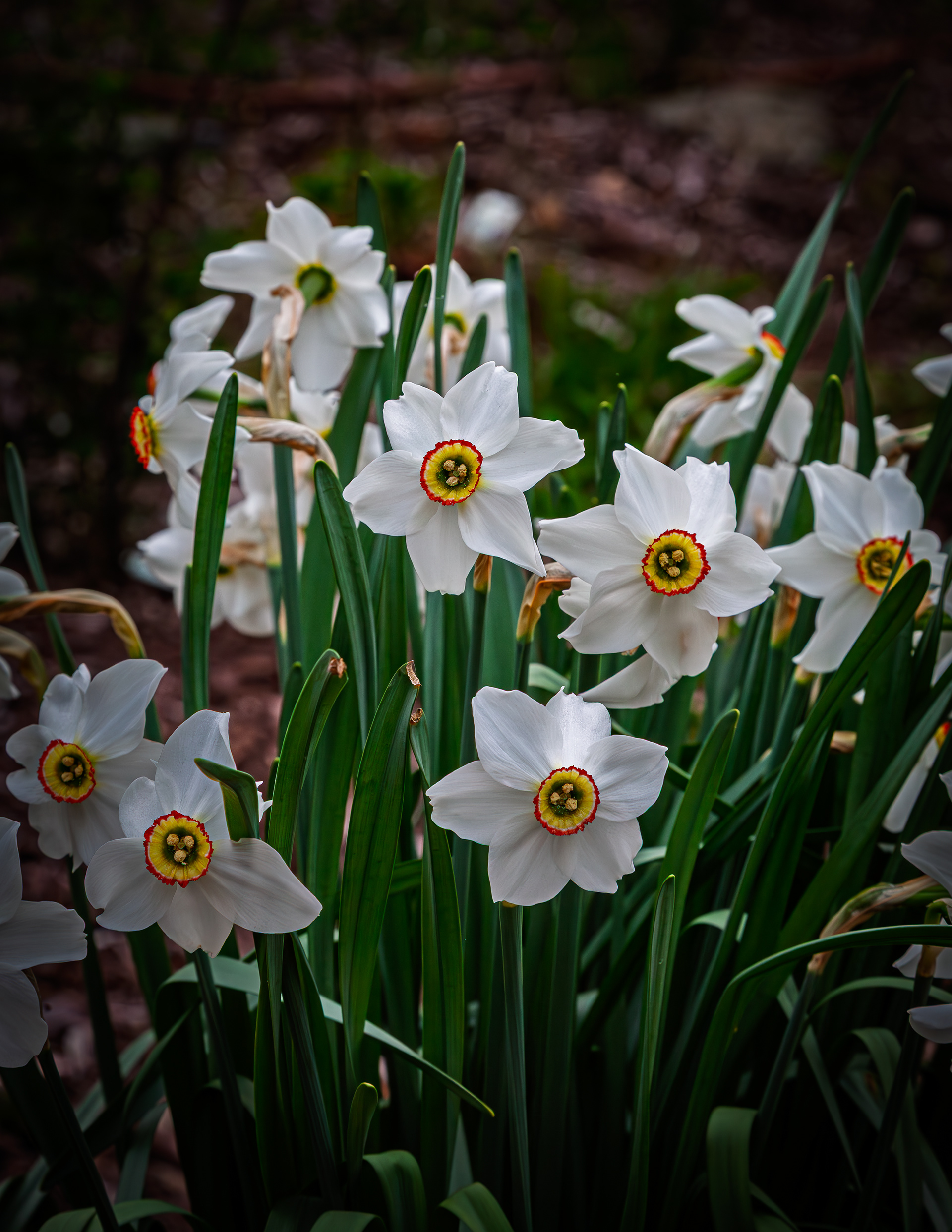 Narcissus