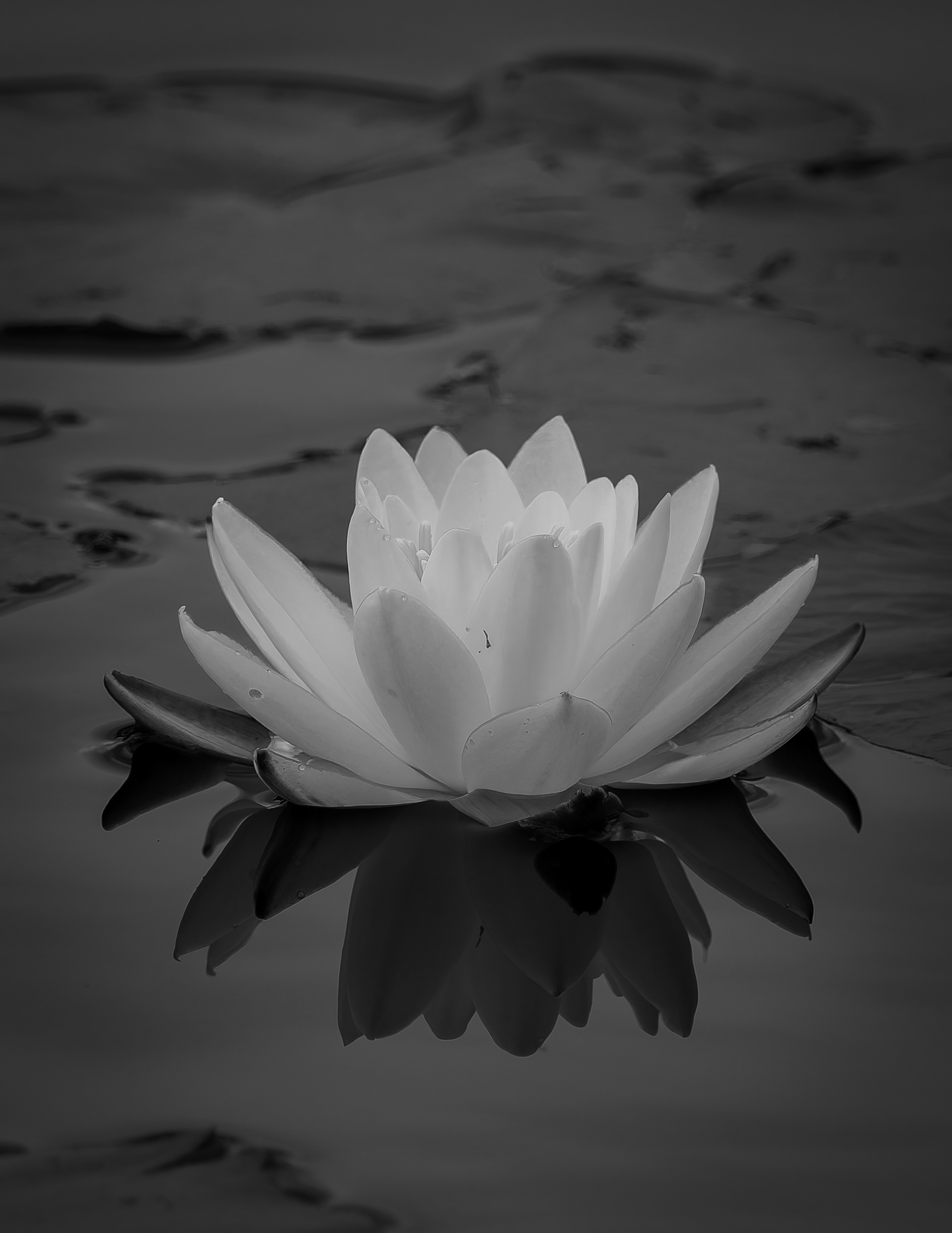 Water Lily in Black & White