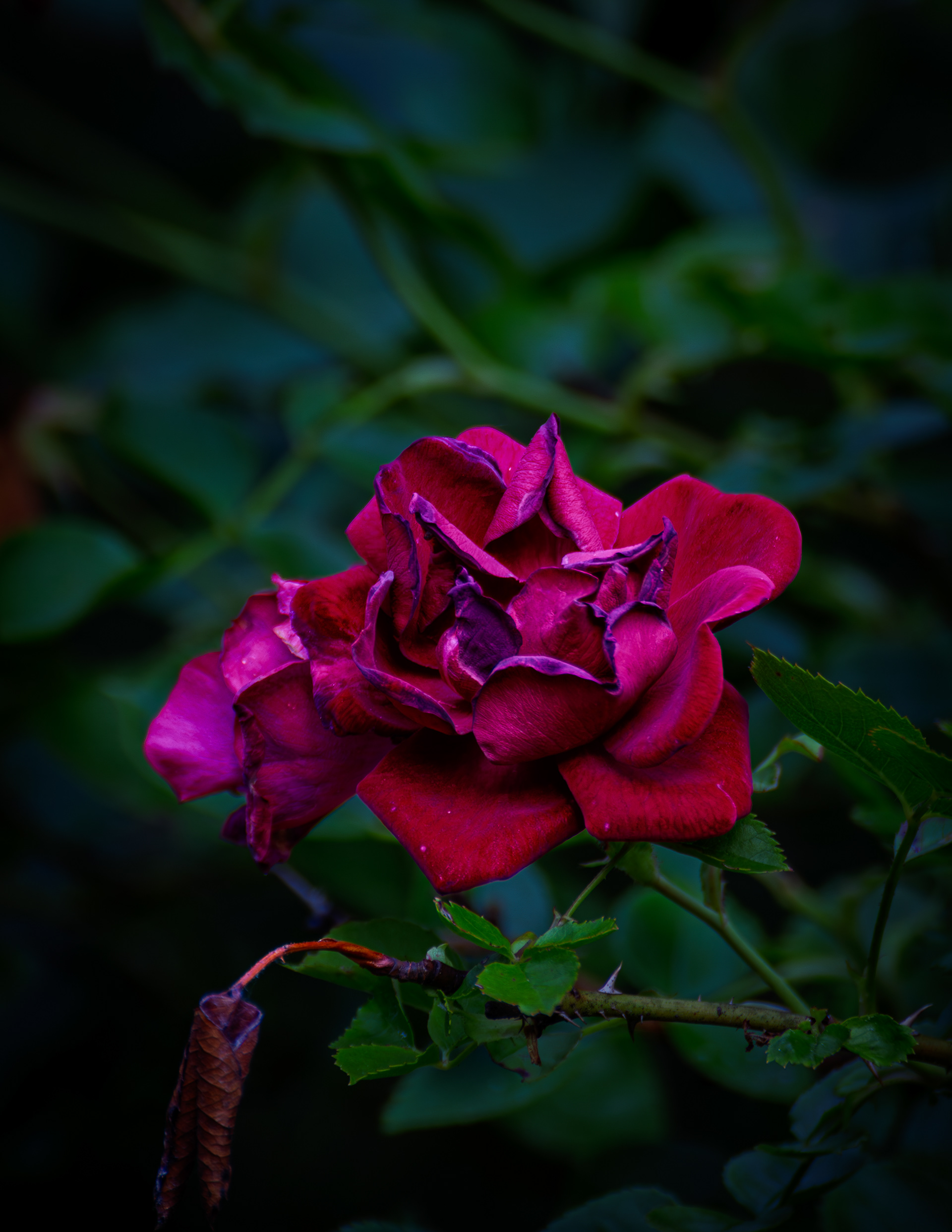 Angel Face Rose - July 6, 2025