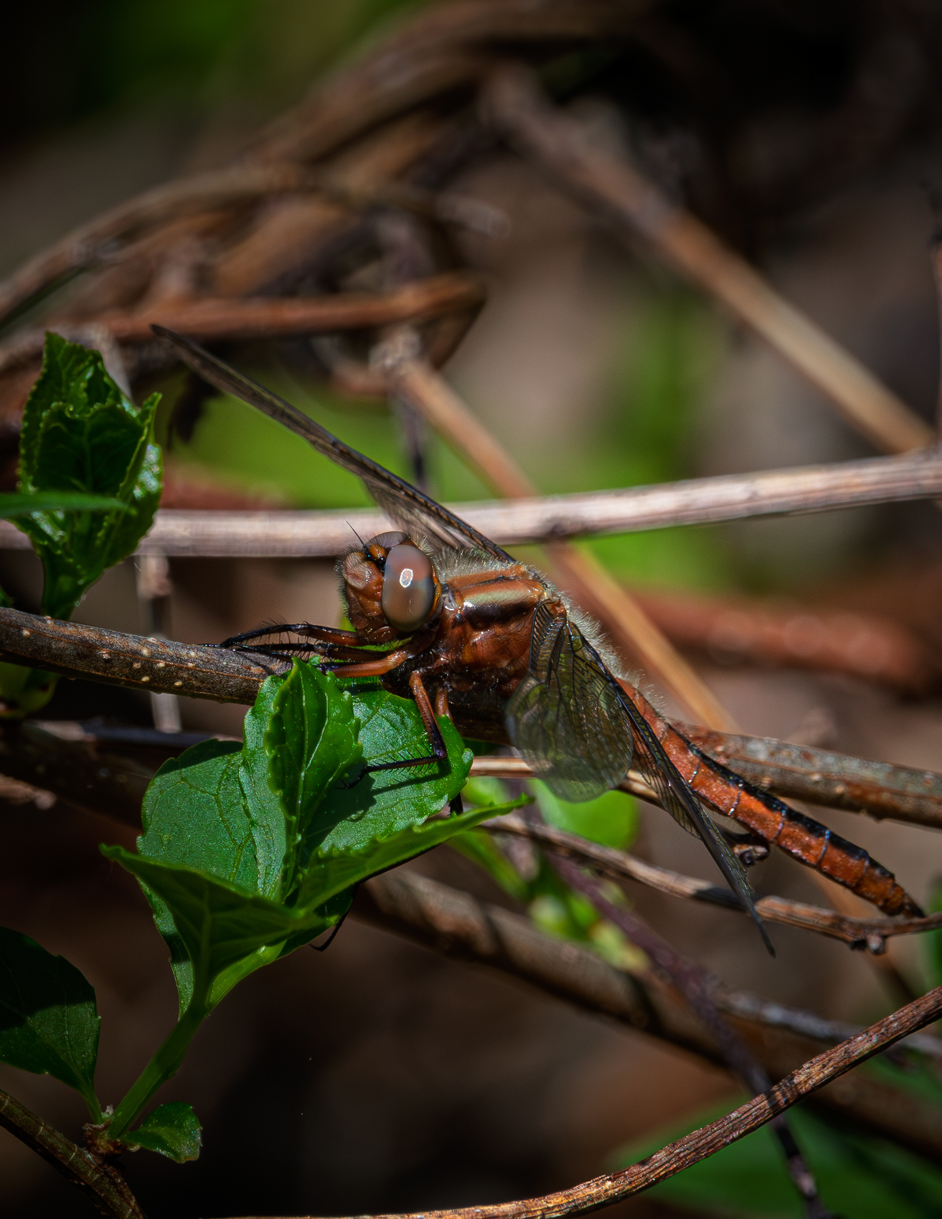 Dragonfly No2