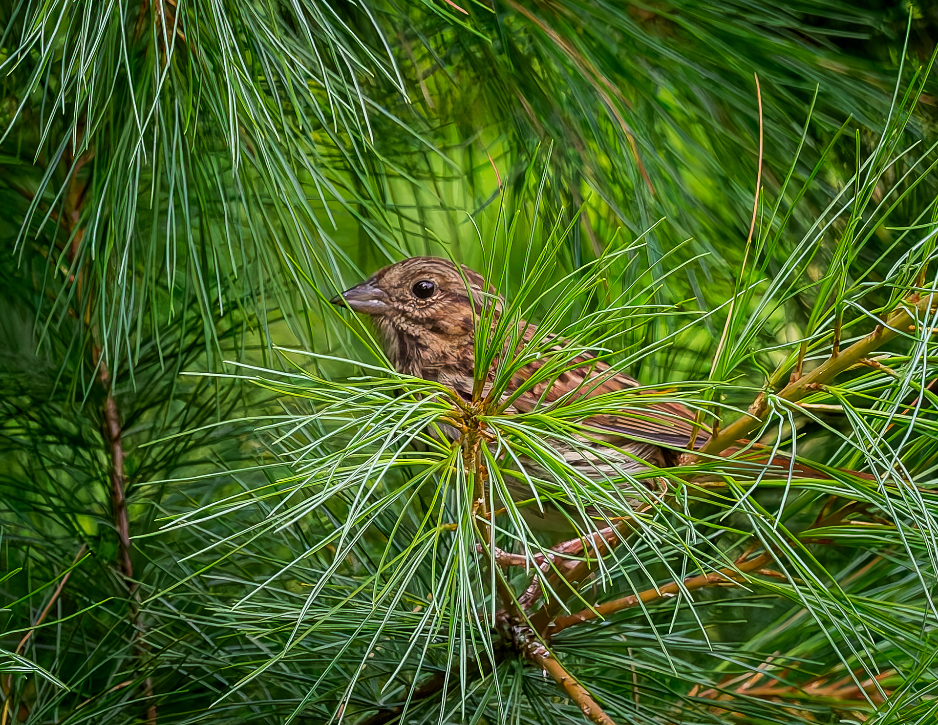 Song Sparrow - July 28, 2026