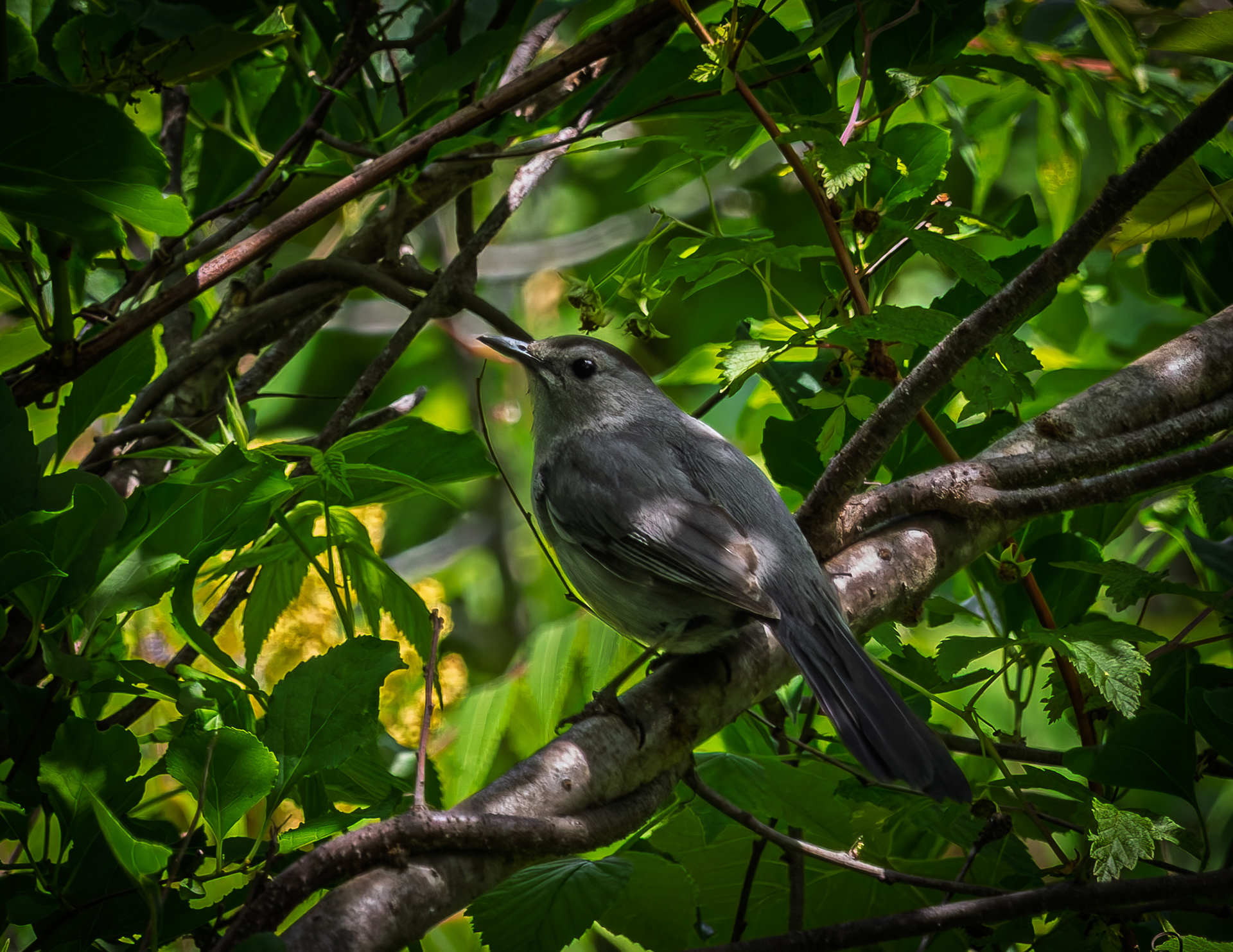 Catbird No2