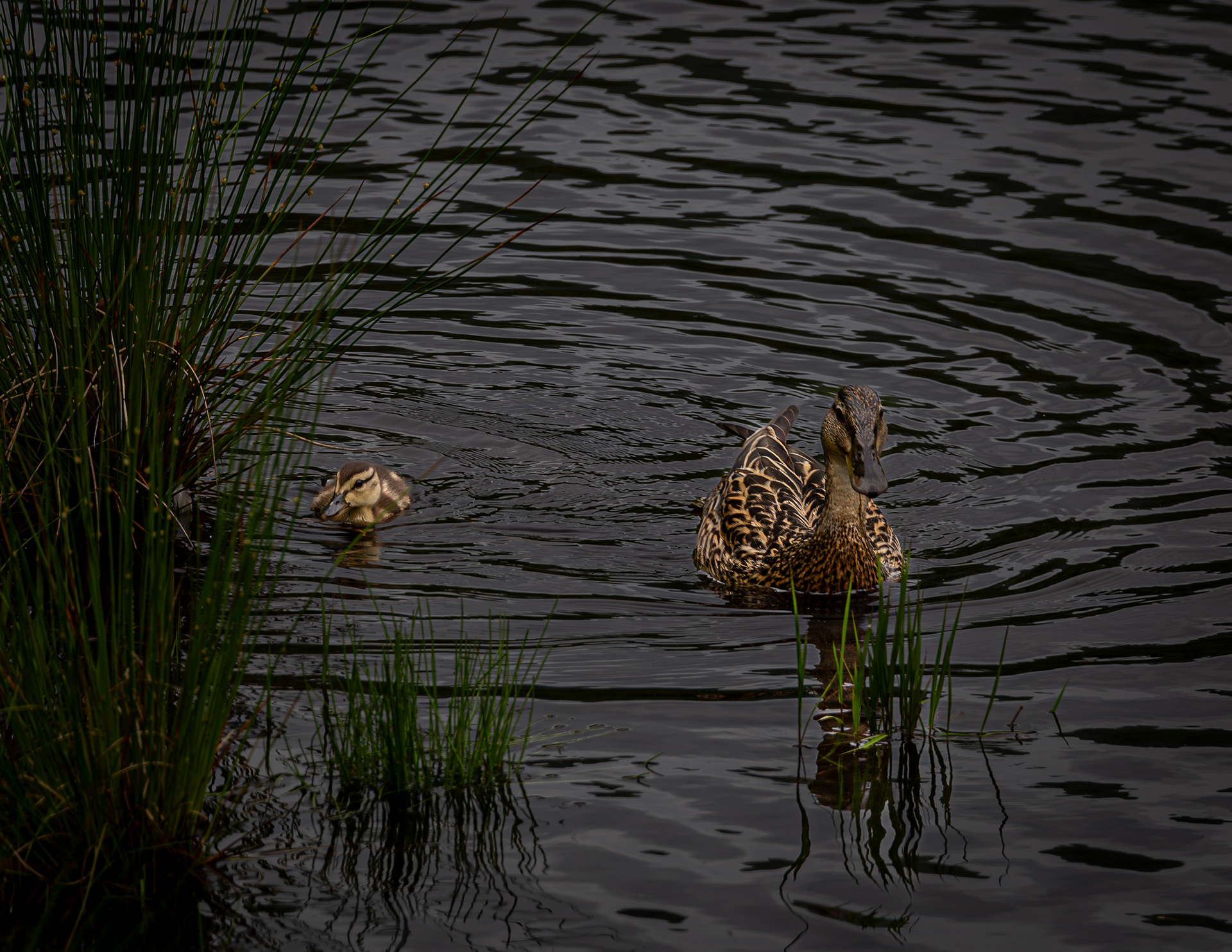 Duck Hen and Duckling at Shannon Pond No1