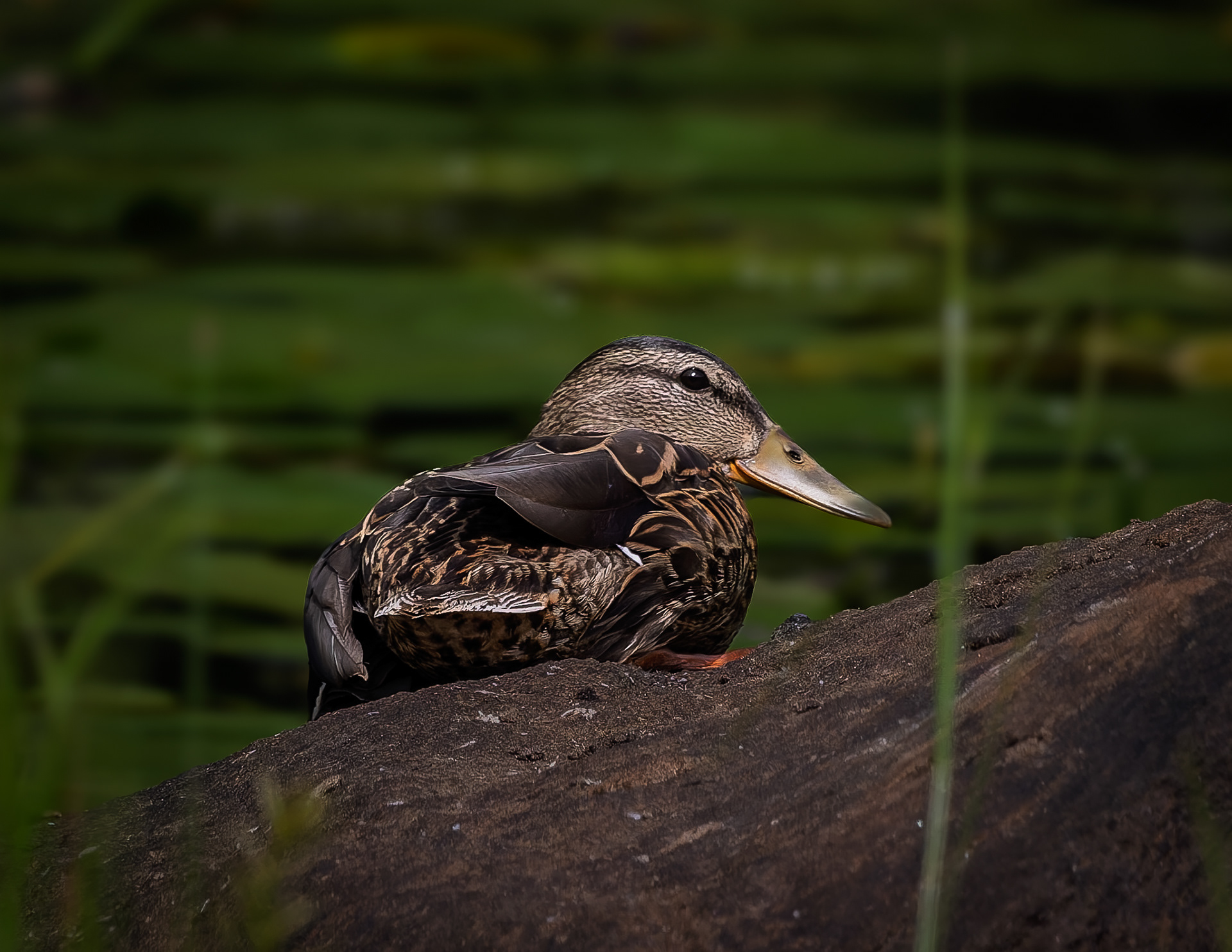 American Black Duck No2