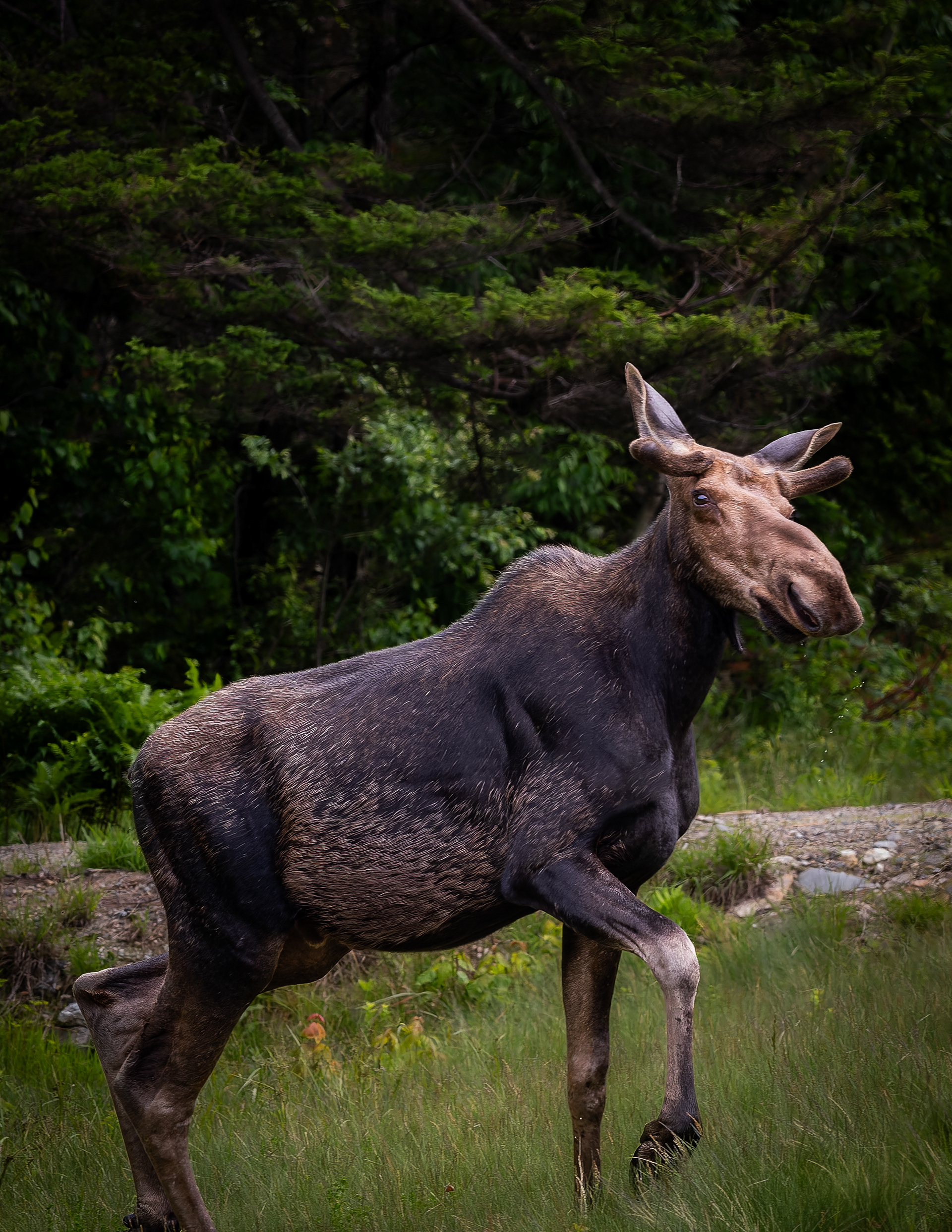Young Bull Moose No3