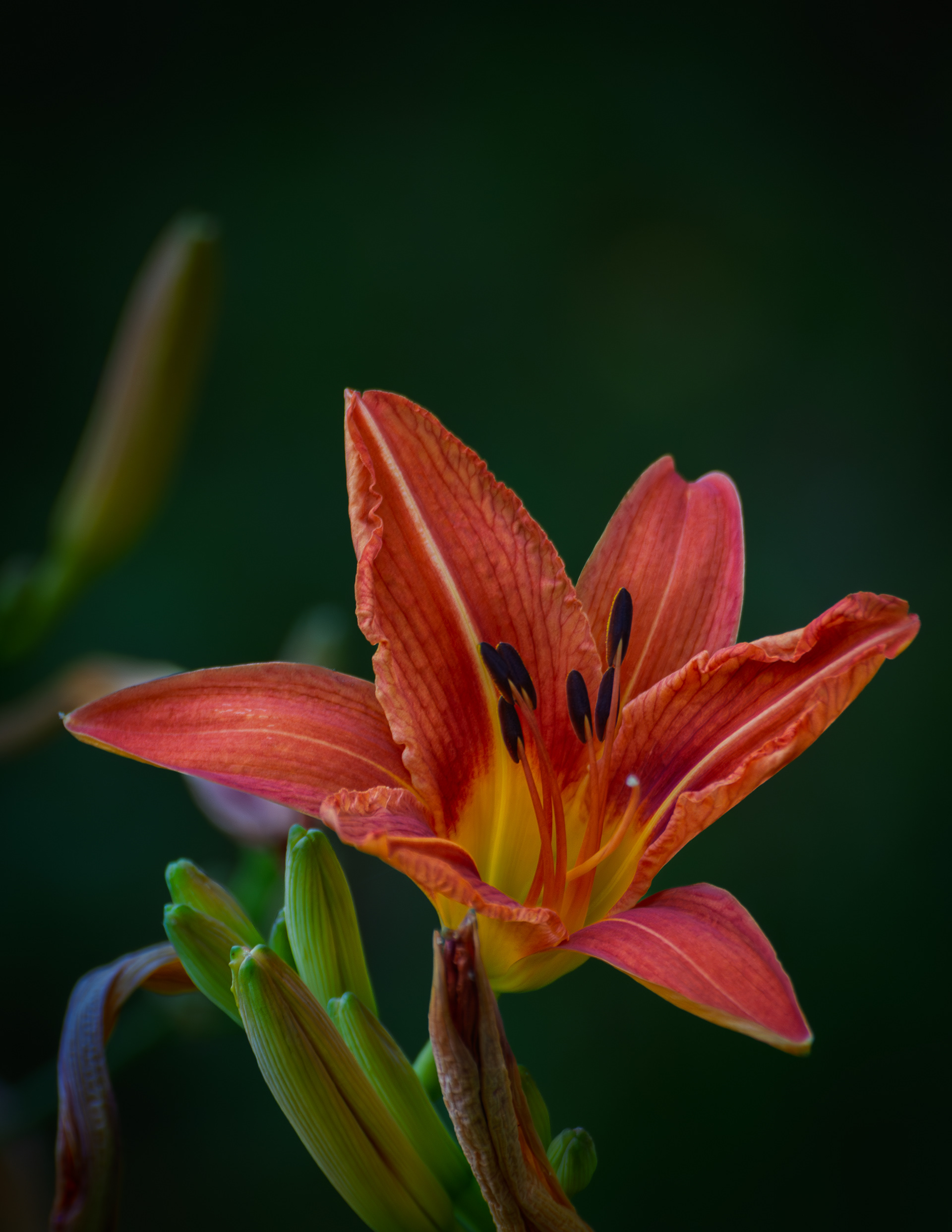 Tiger Daylily