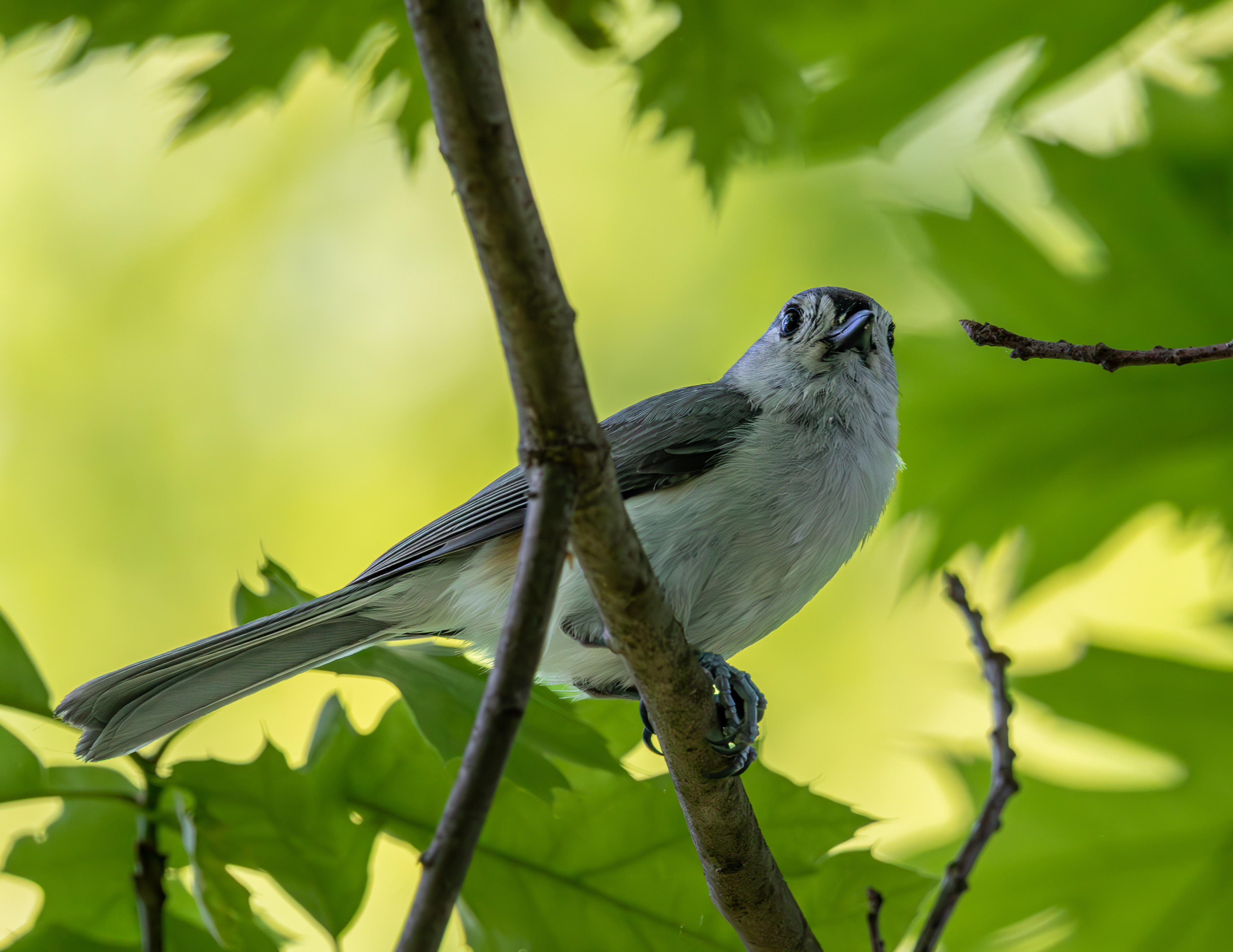 Tufted Titmouse