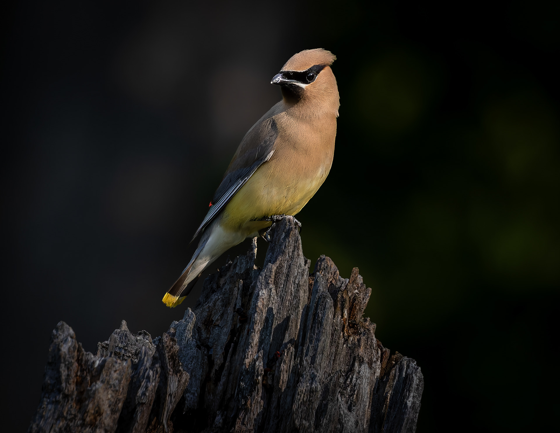 Cedar Waxwing No4
