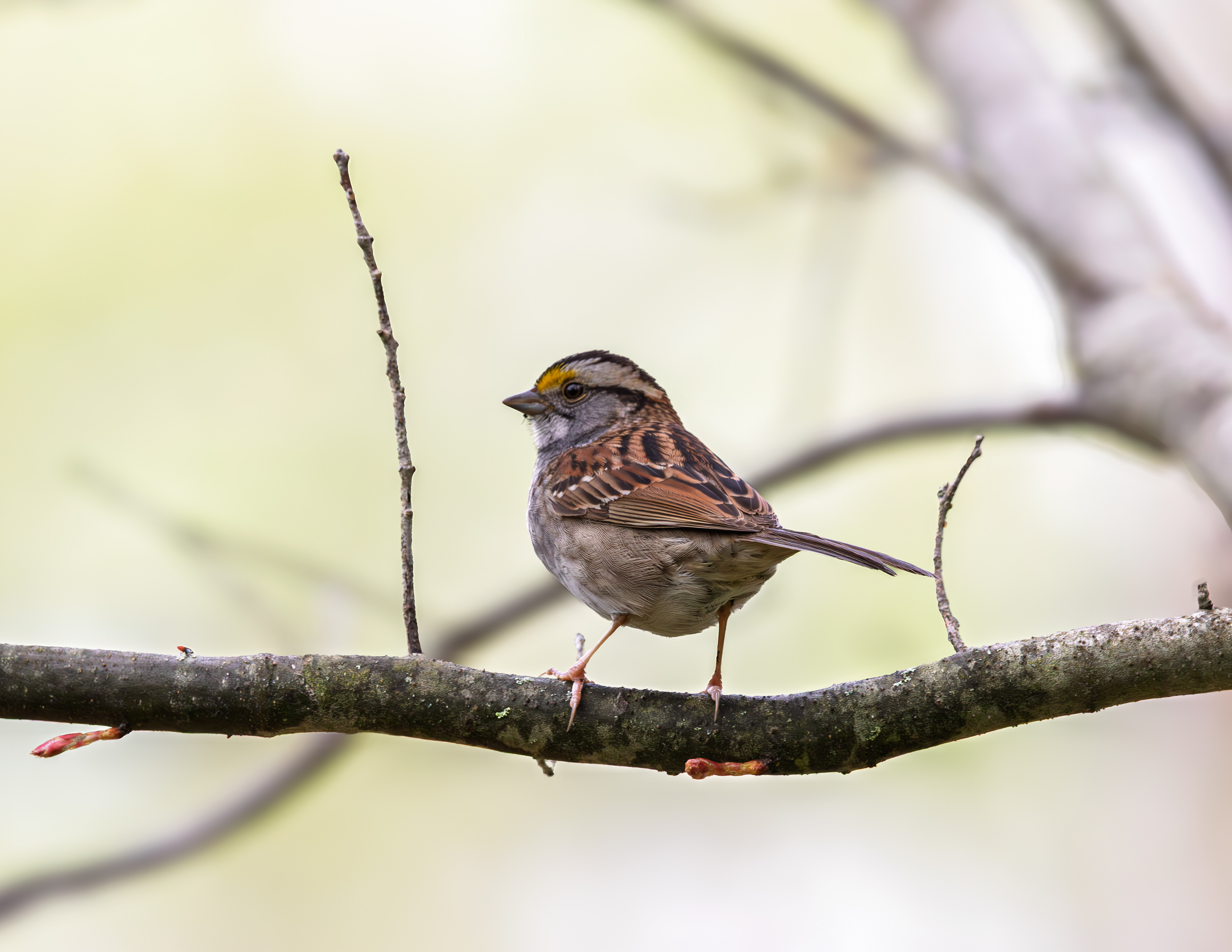 White-throated Sparrow at CSV