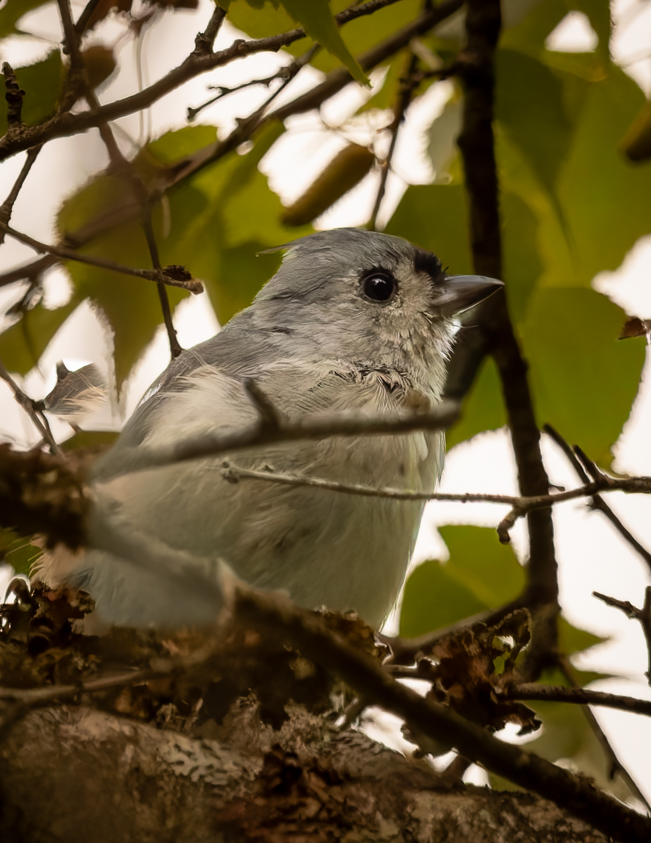 Tufted Titmouse