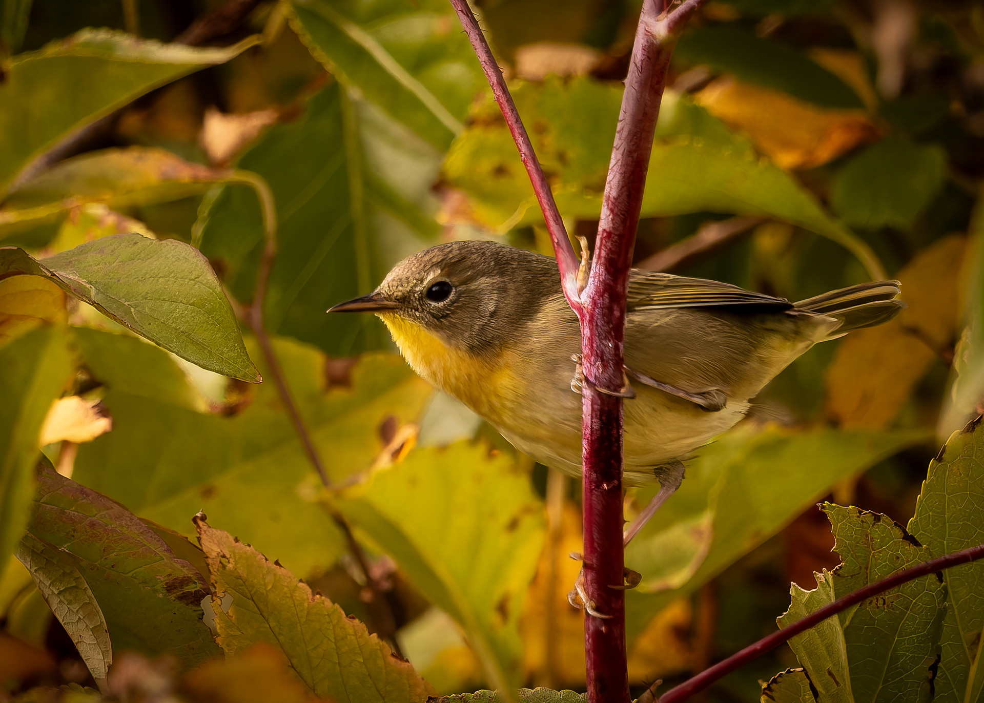 Female Common Yellowthroat - September 22, 2026
