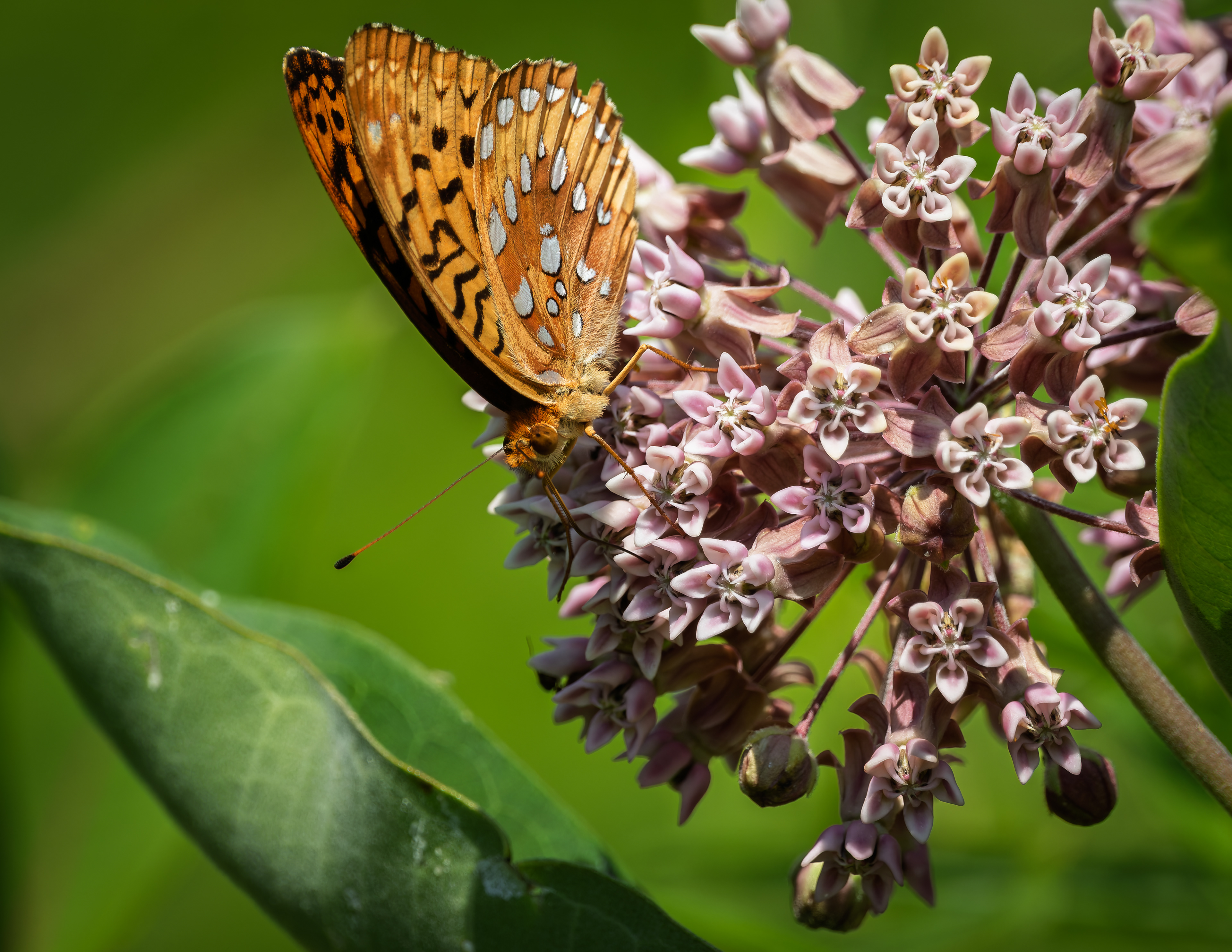 Great Spangled Fritillary Butterfly - June 30, 2026