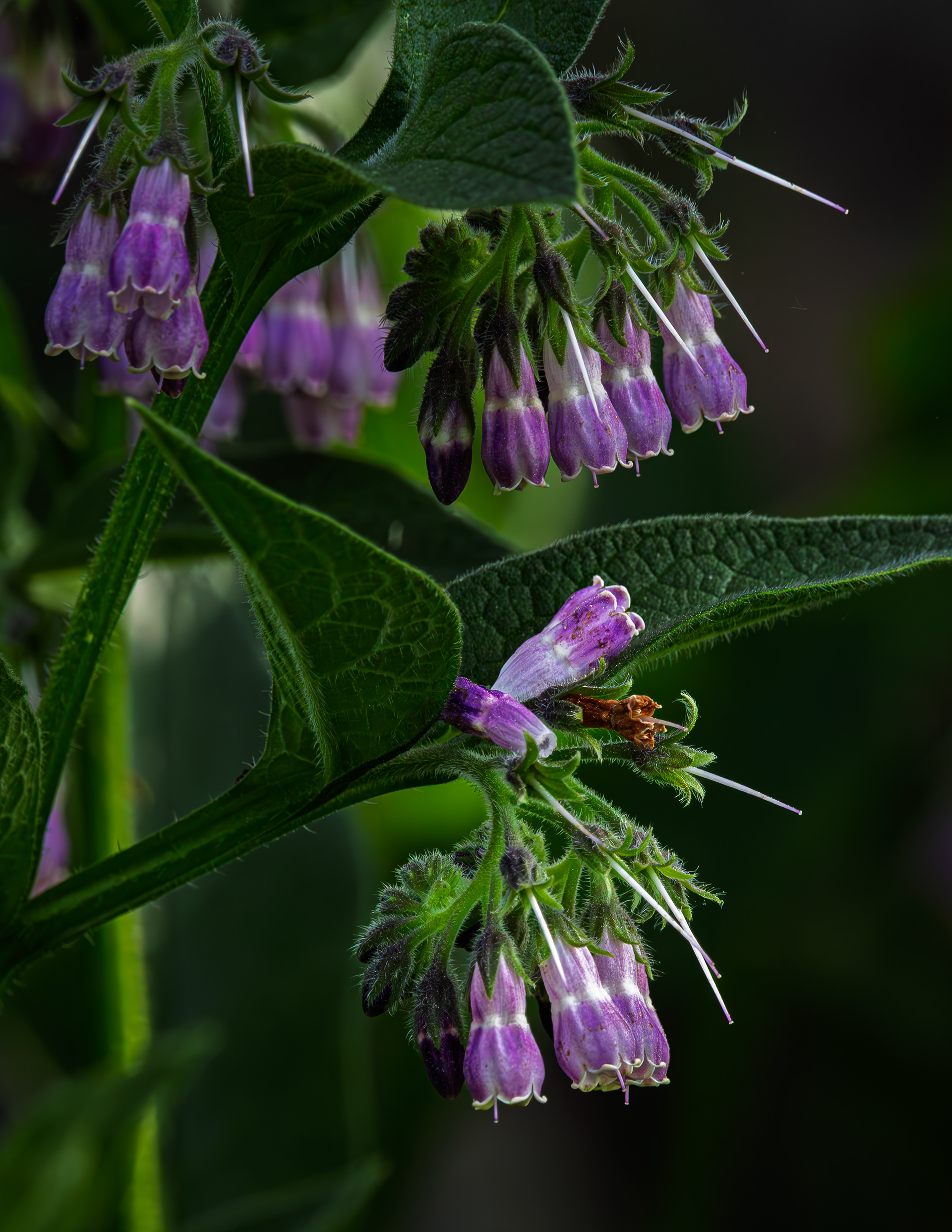 Common Comfrey