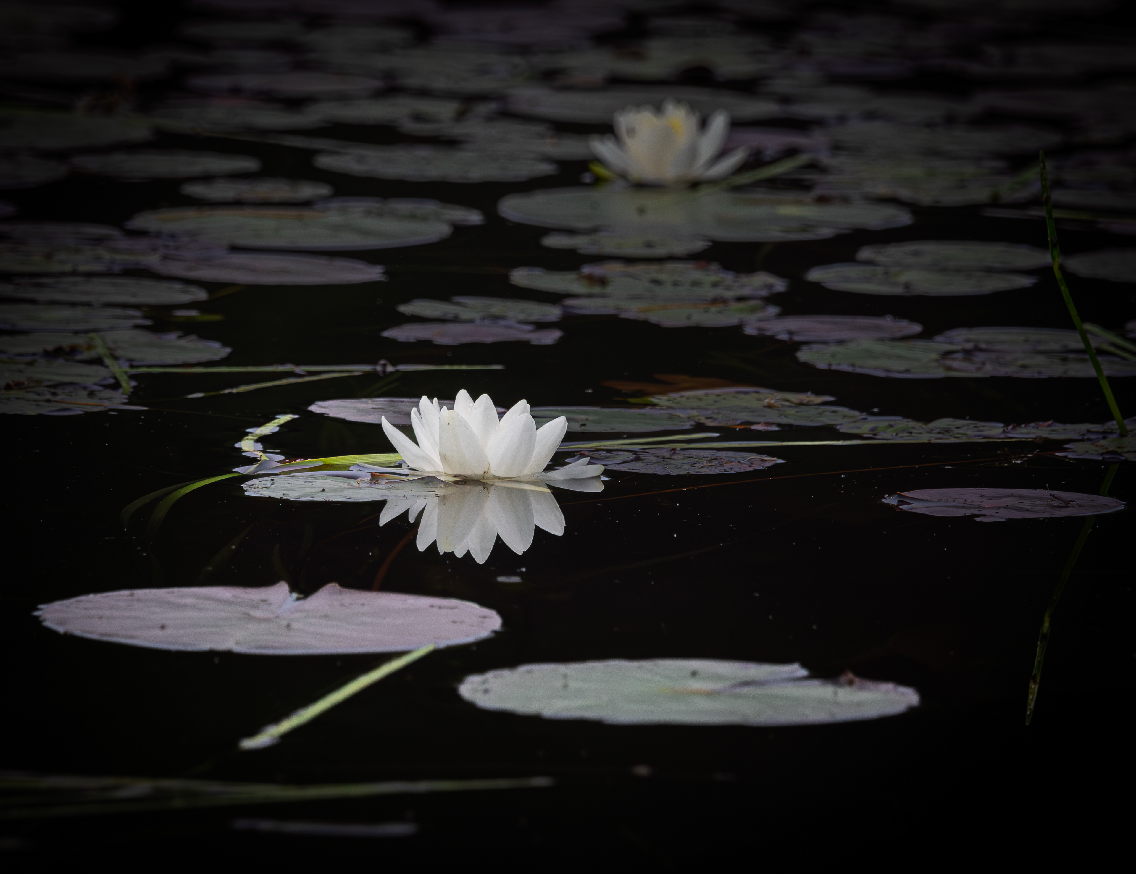 Water Lily No1