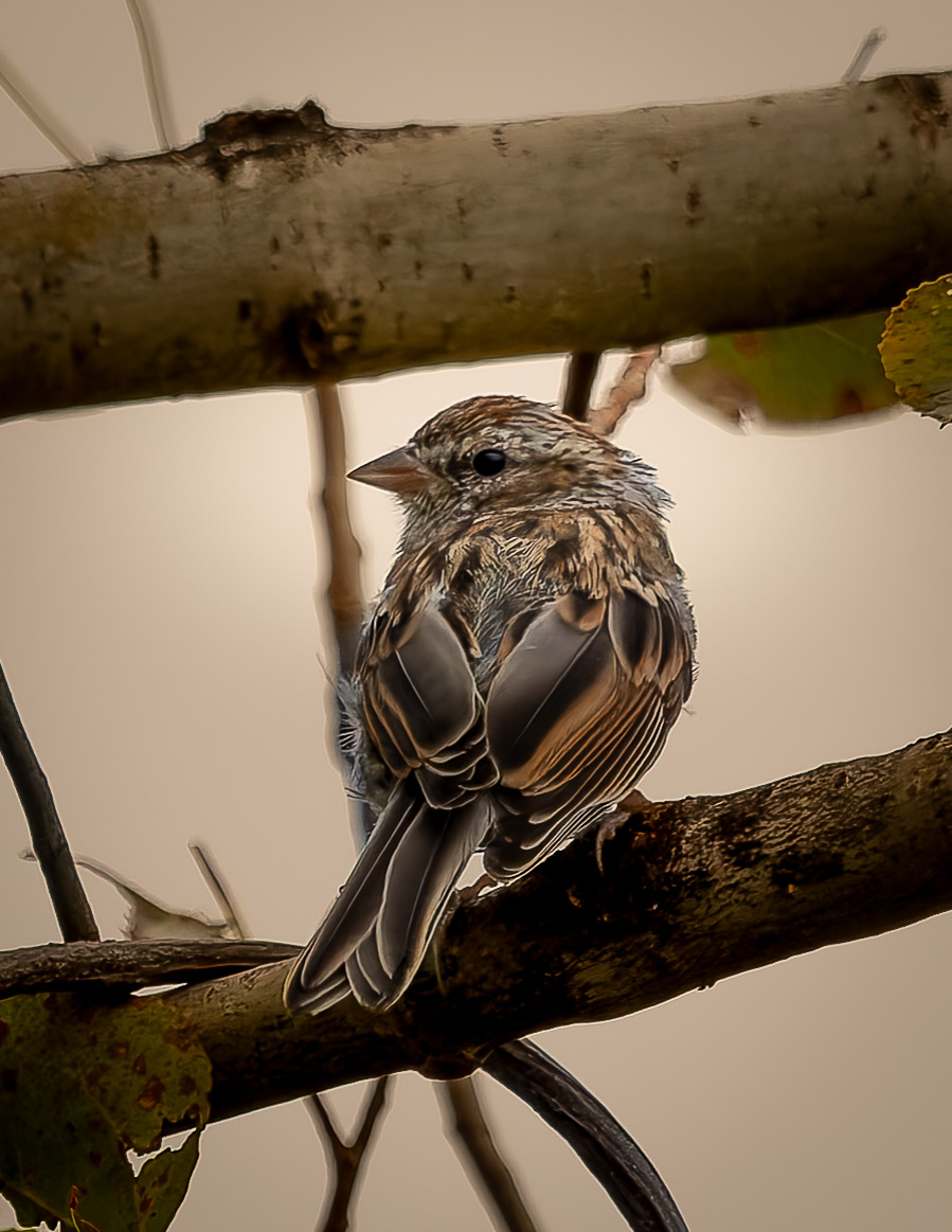Song Sparrow No2