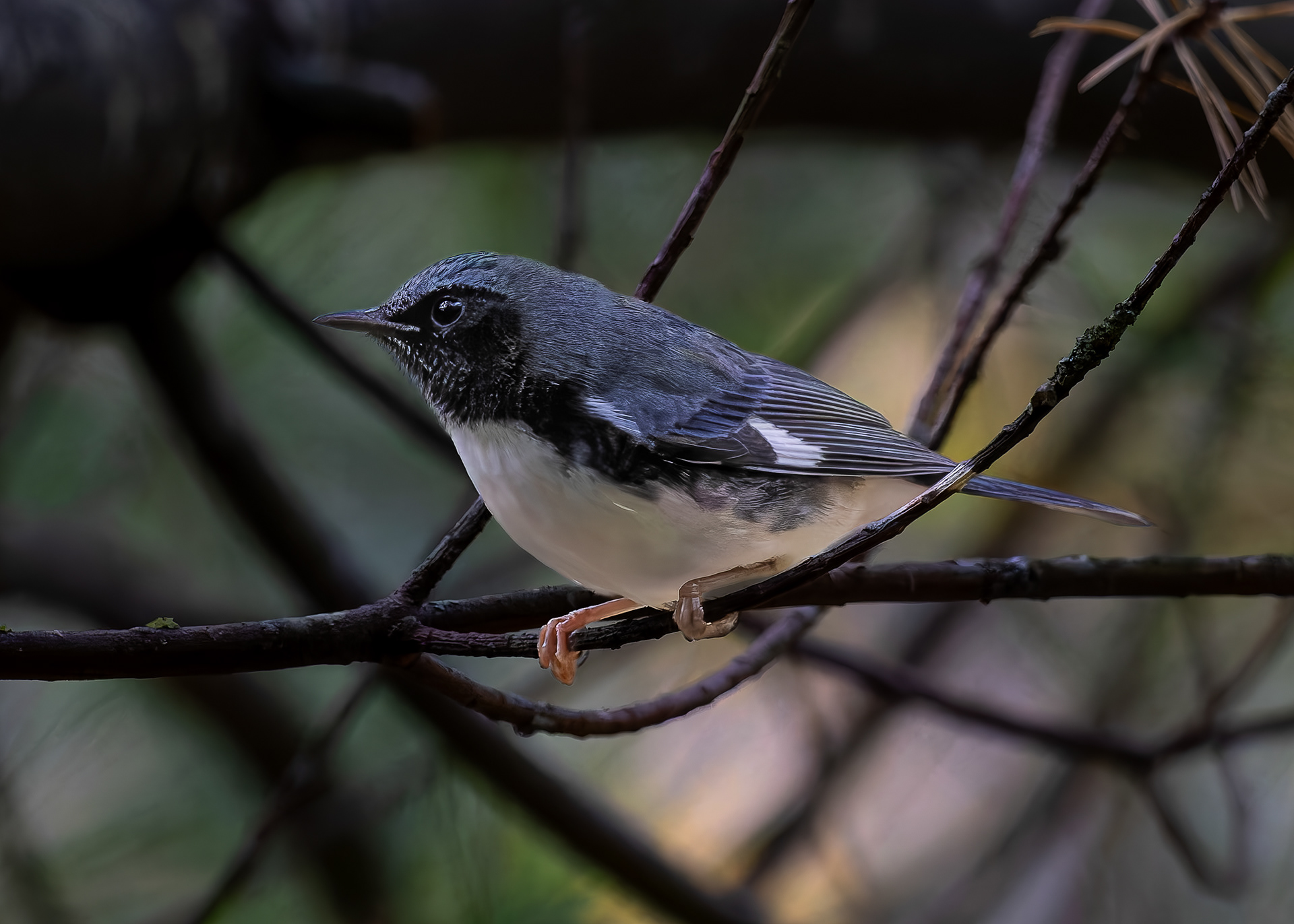 Black-throated Blue Warbler No1