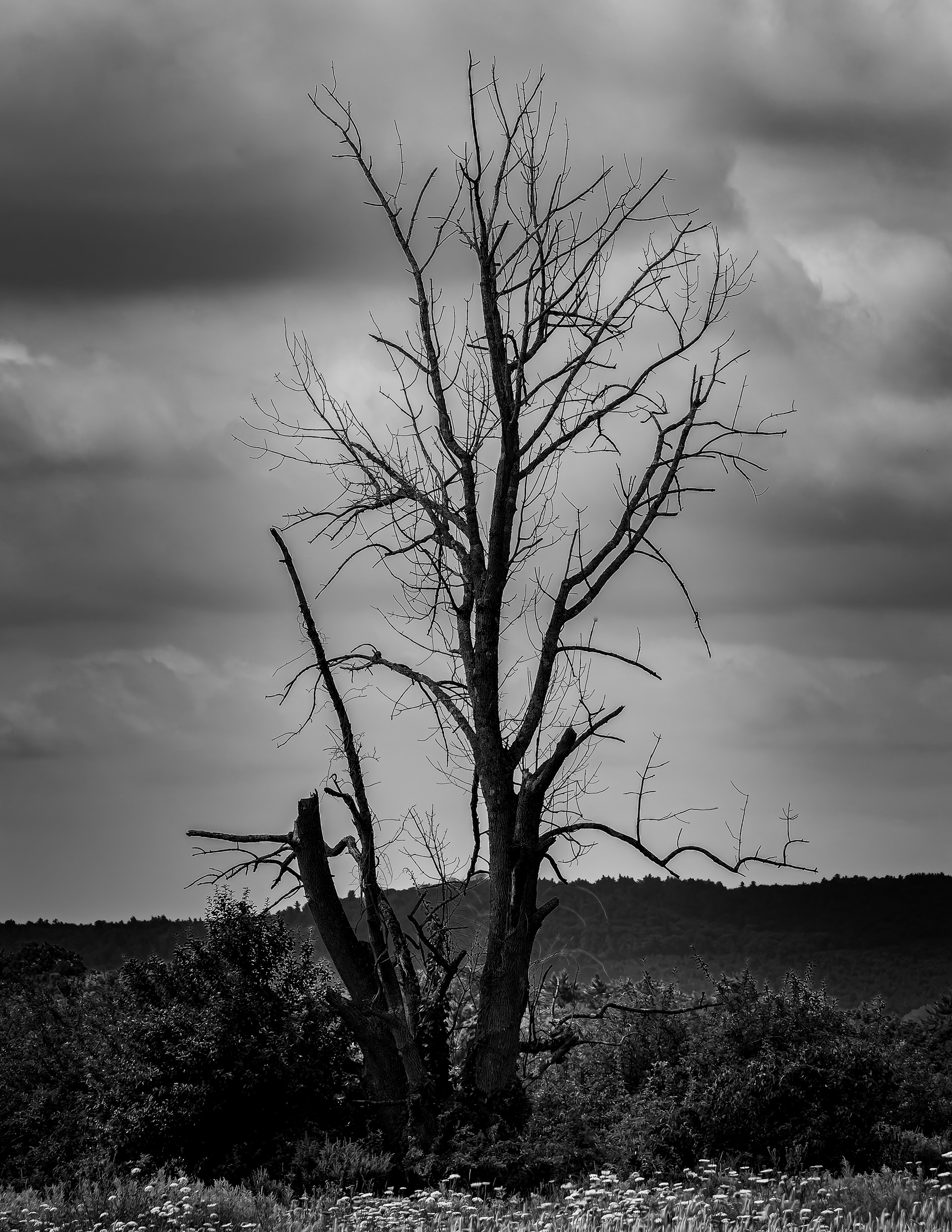 Kestrel Tree