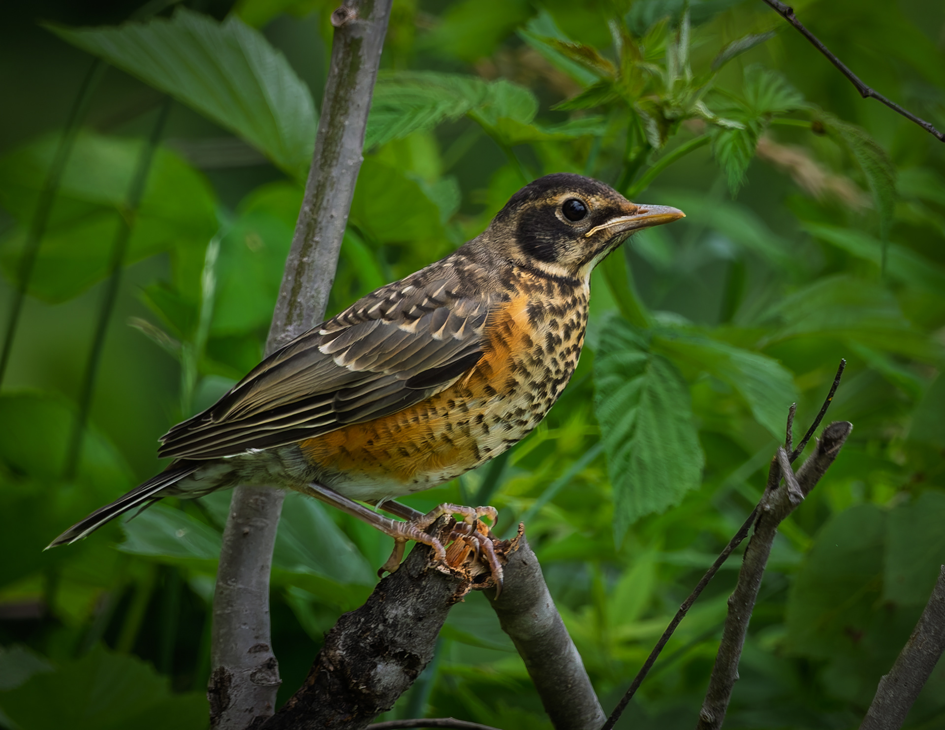 Juvenile American Robin No1