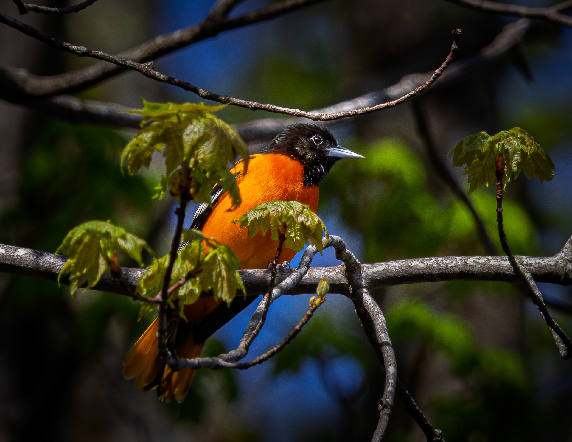Male Baltimore Oriole No1