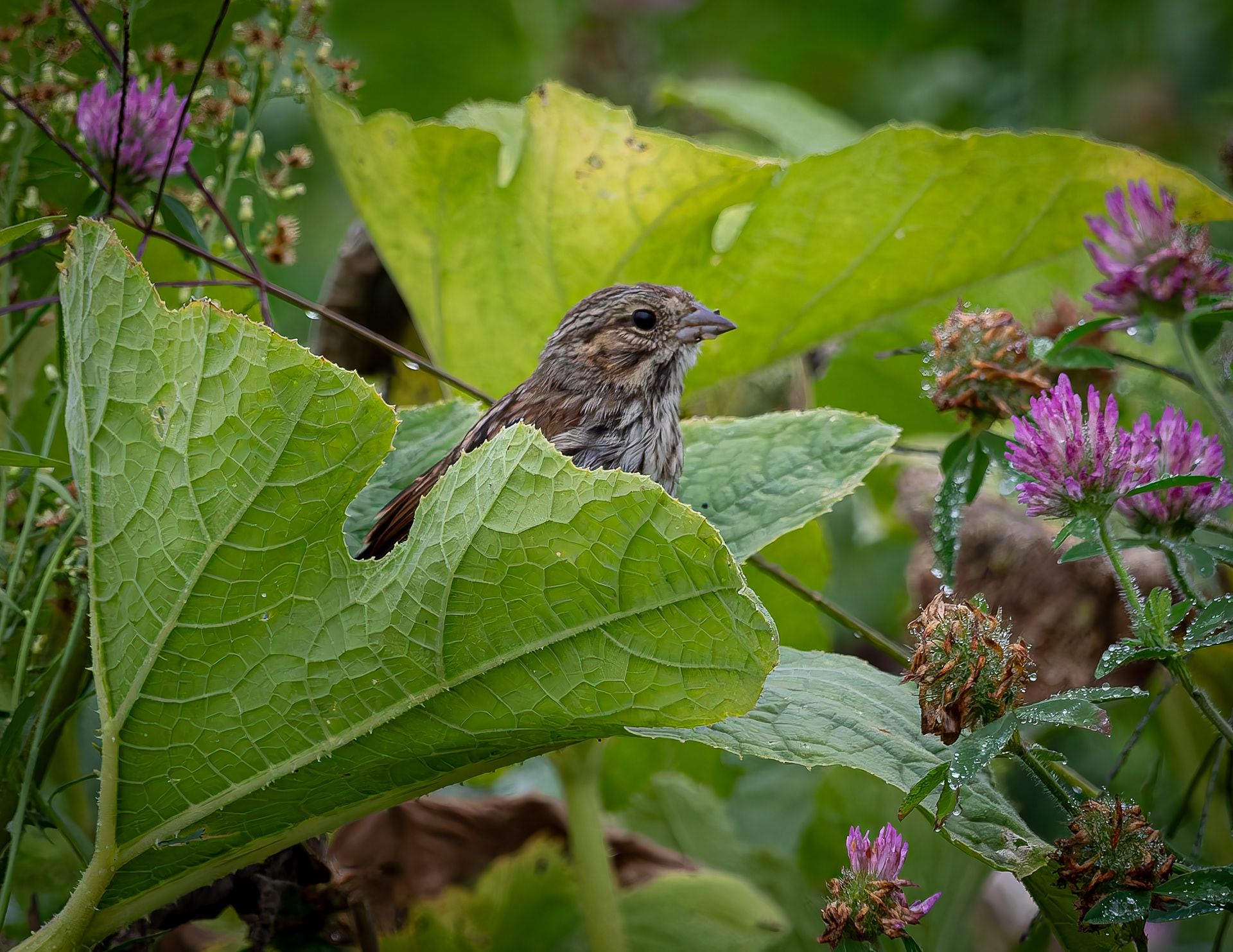 Song Sparrow No4
