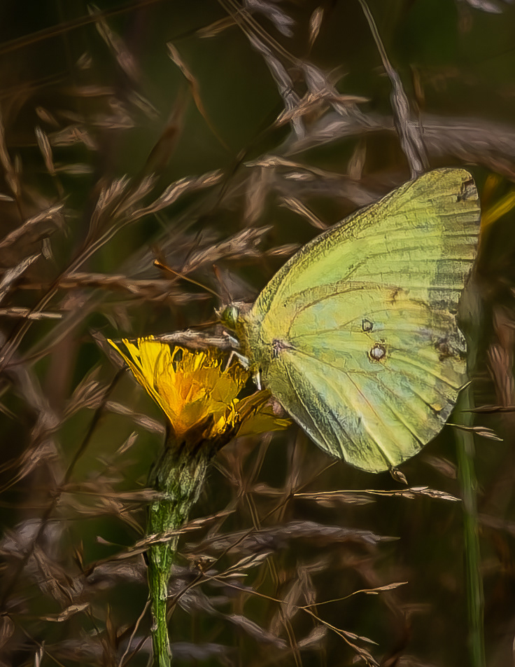 Cloudless Sulphur Butterfly