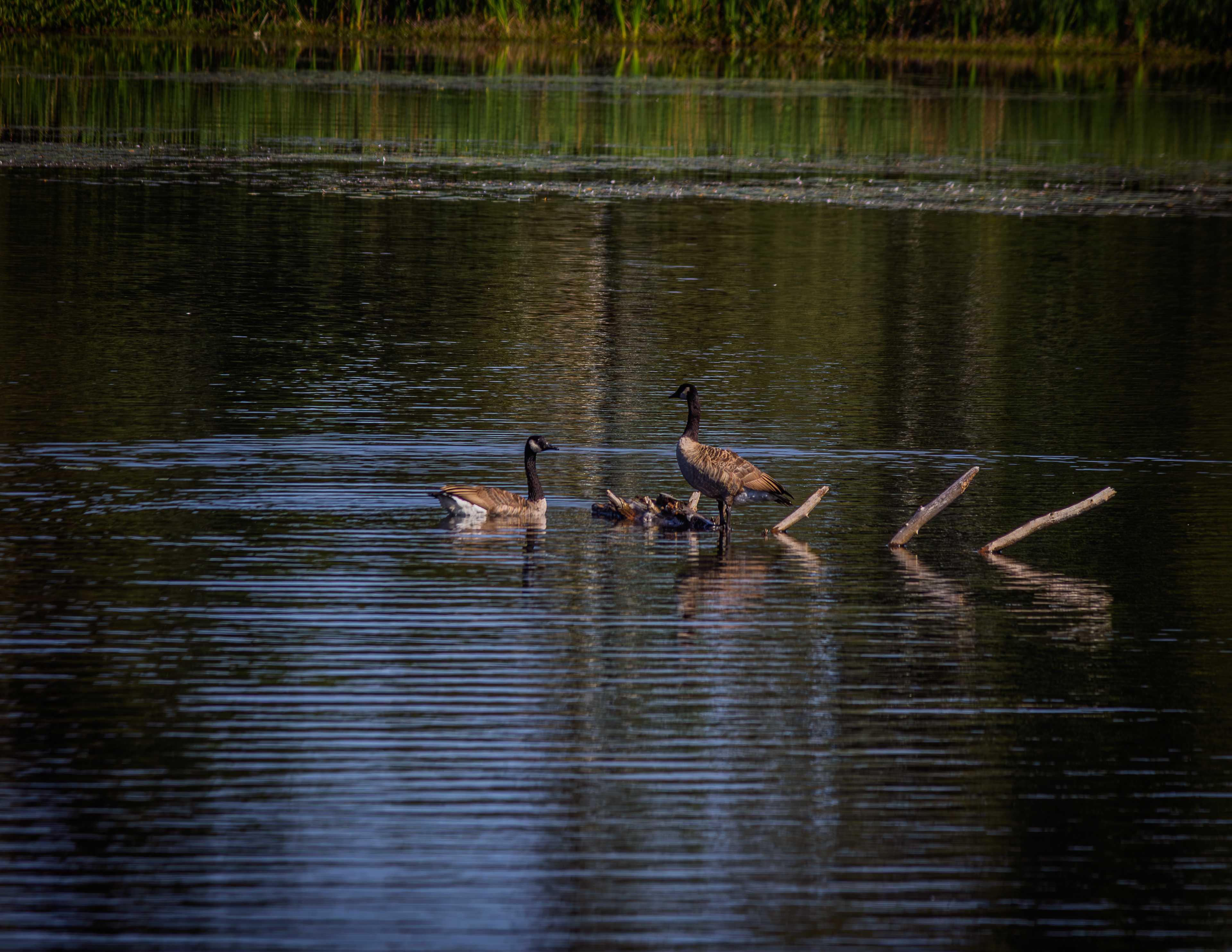 Canada Geese in Suncook River