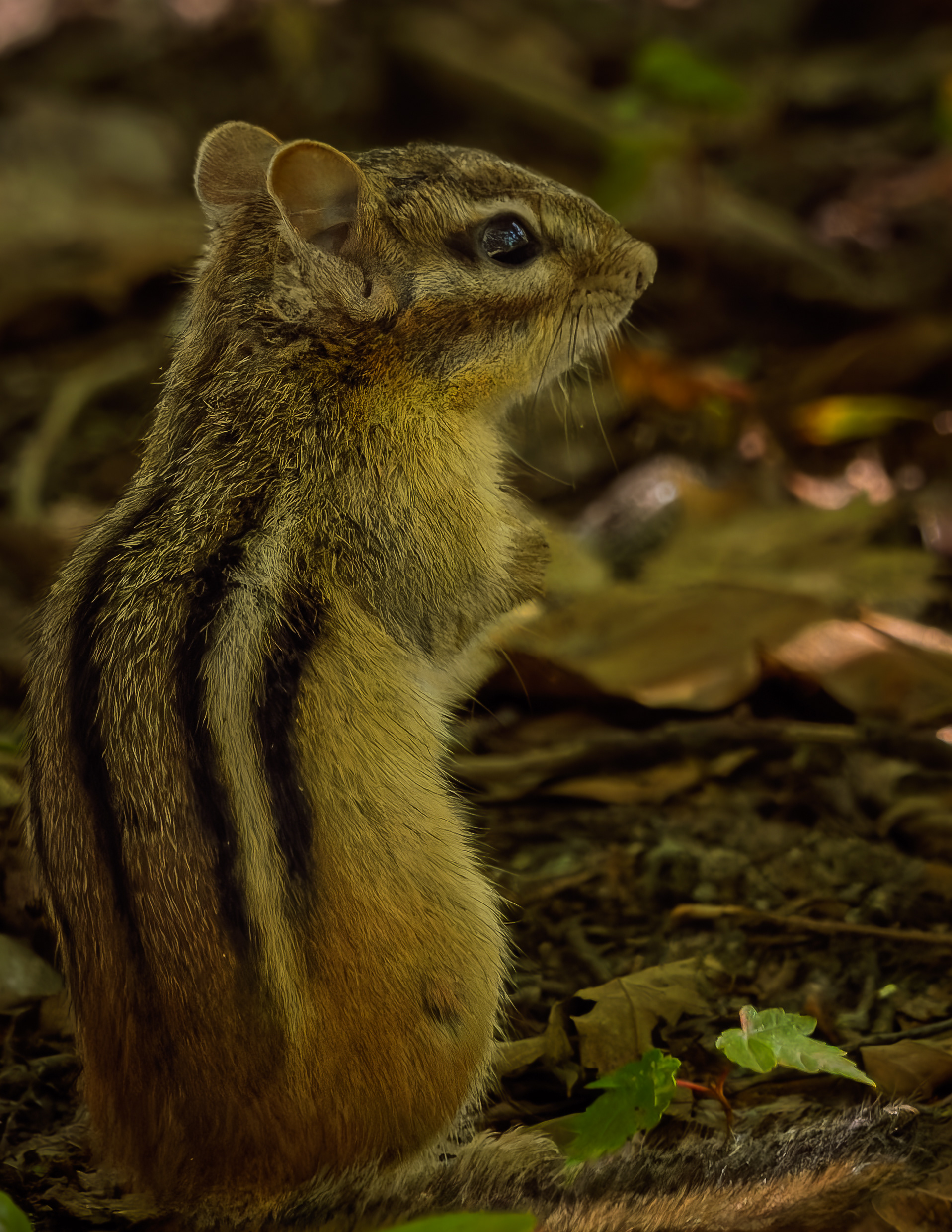 Chipmunk