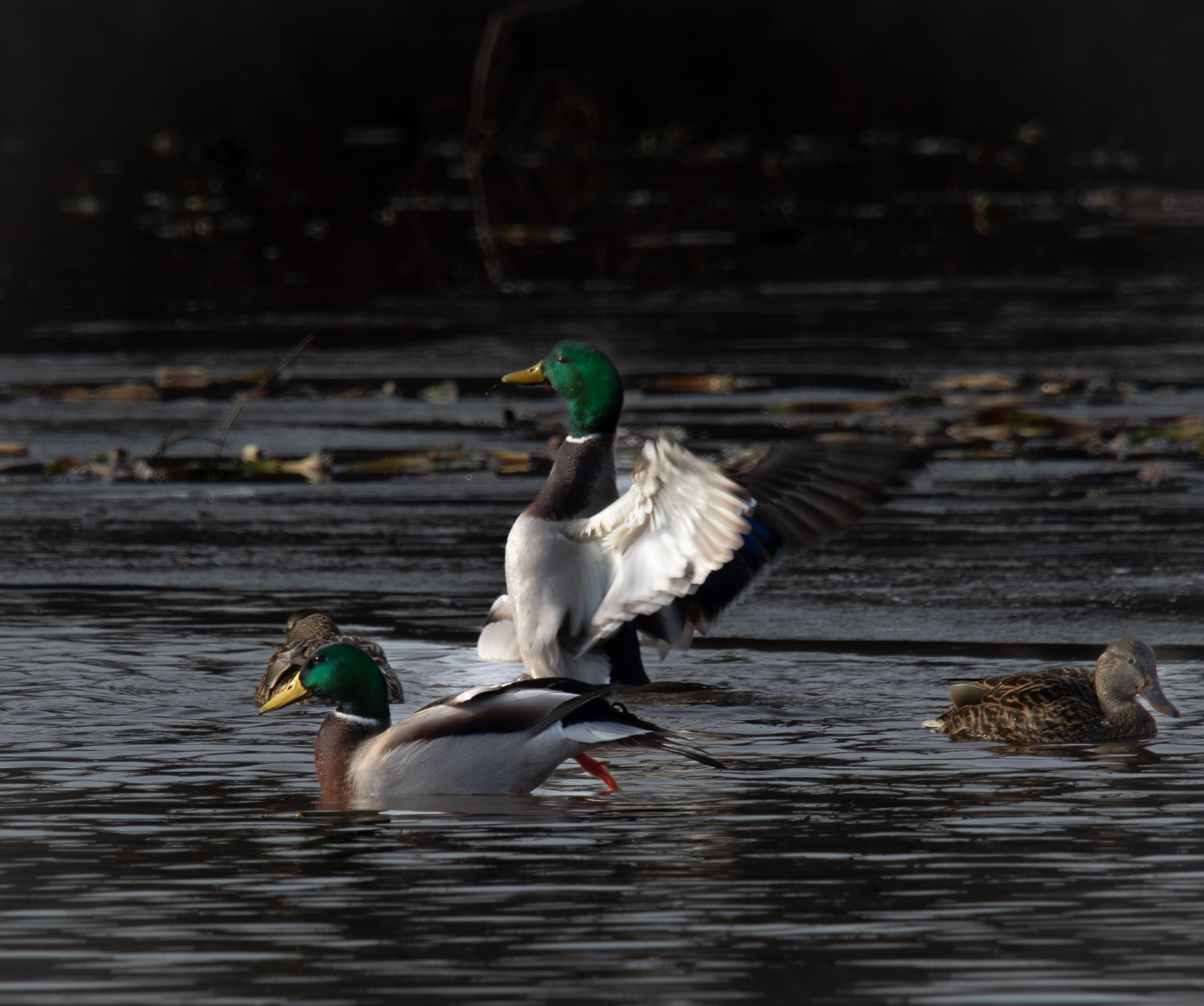 Mallards