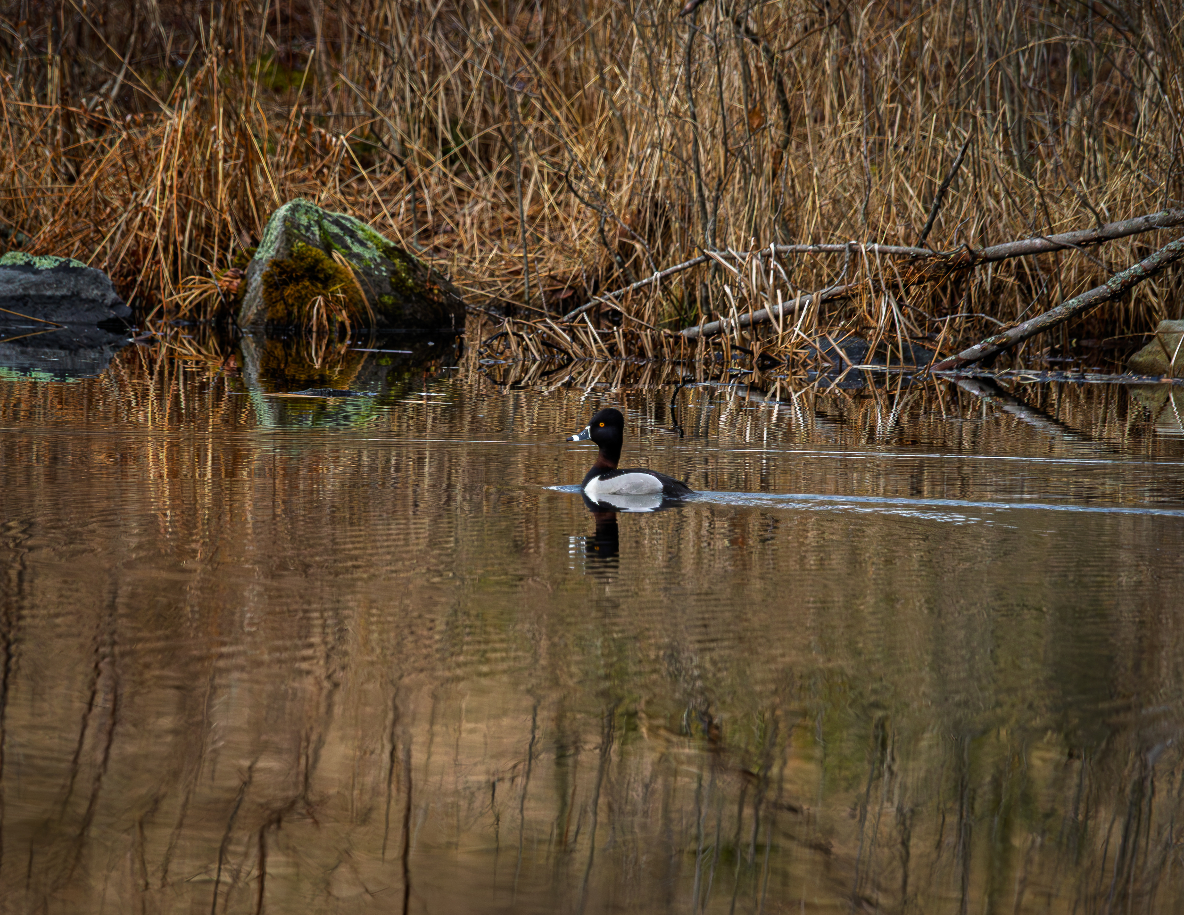 Male Ring Necked Duck at CSV