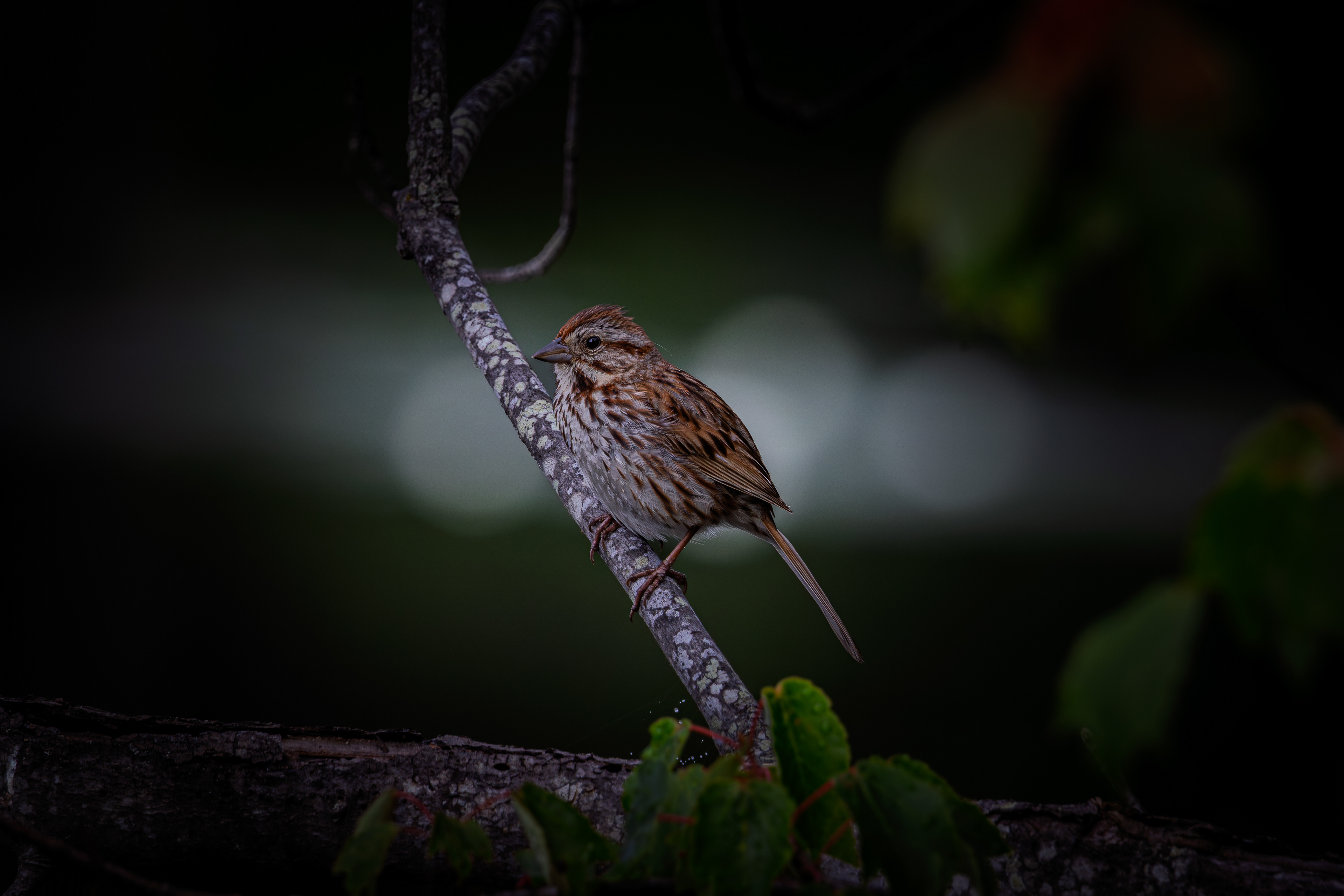 Song Sparrow No3