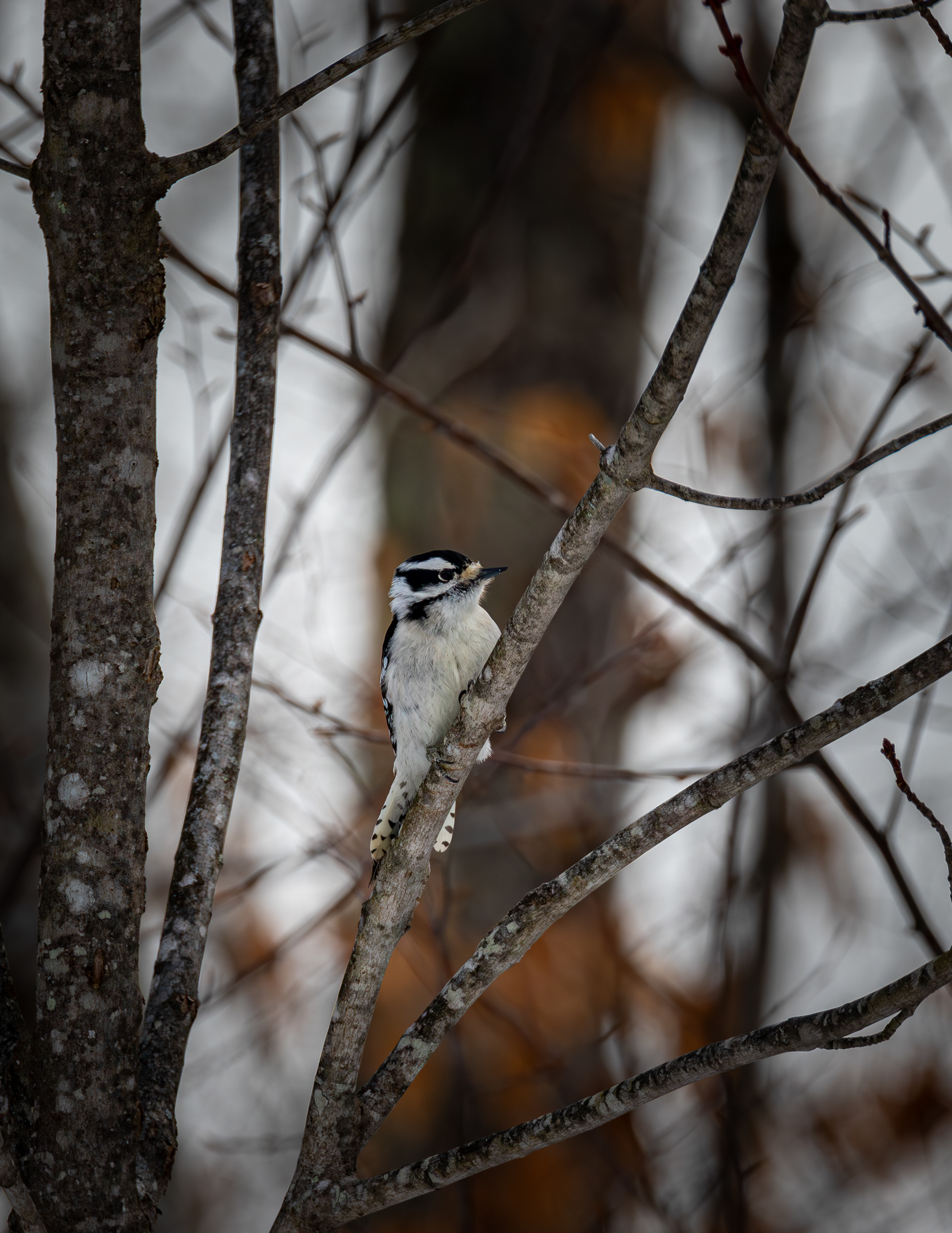 February - Downey Woodpecker - Gilmanton, NH No2