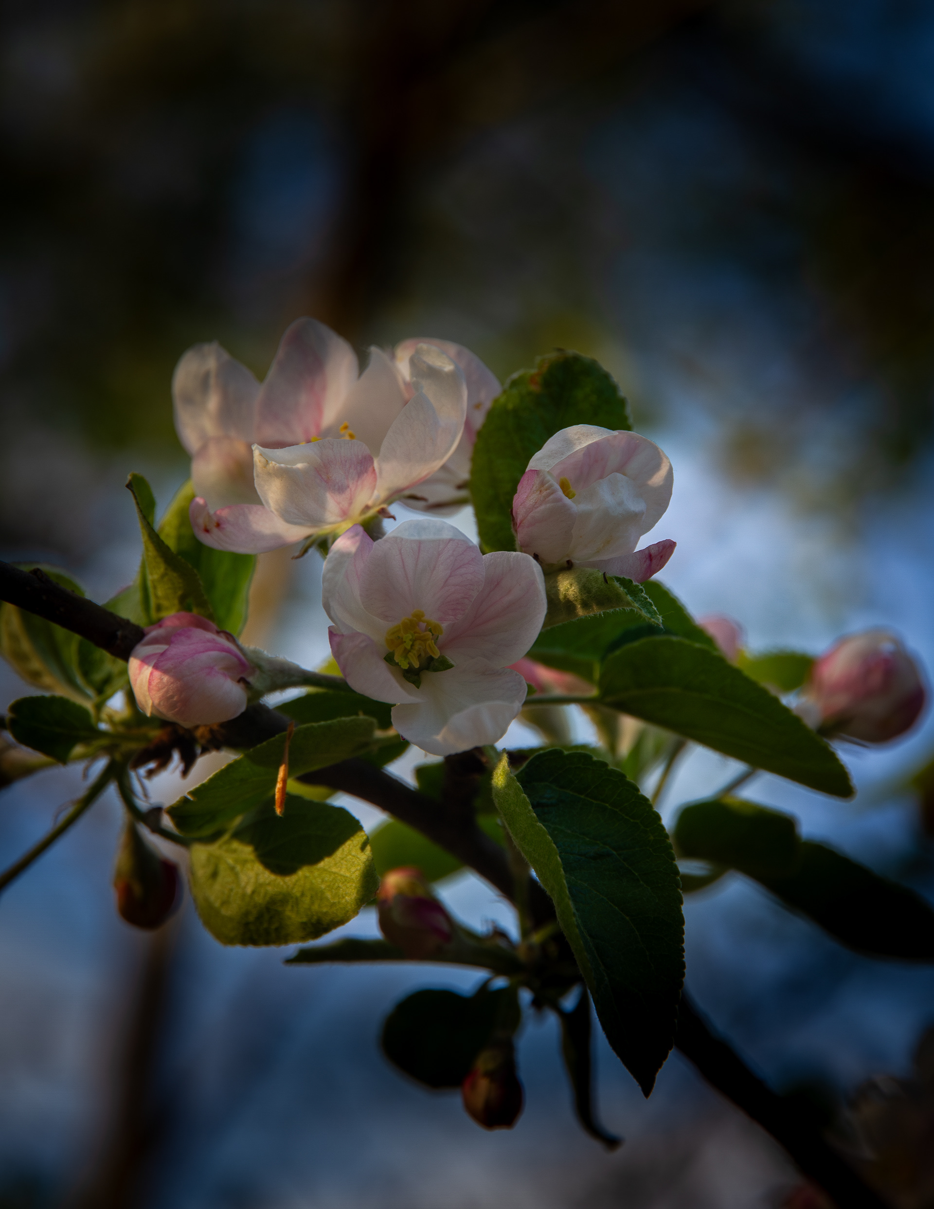 Apple Blossom
