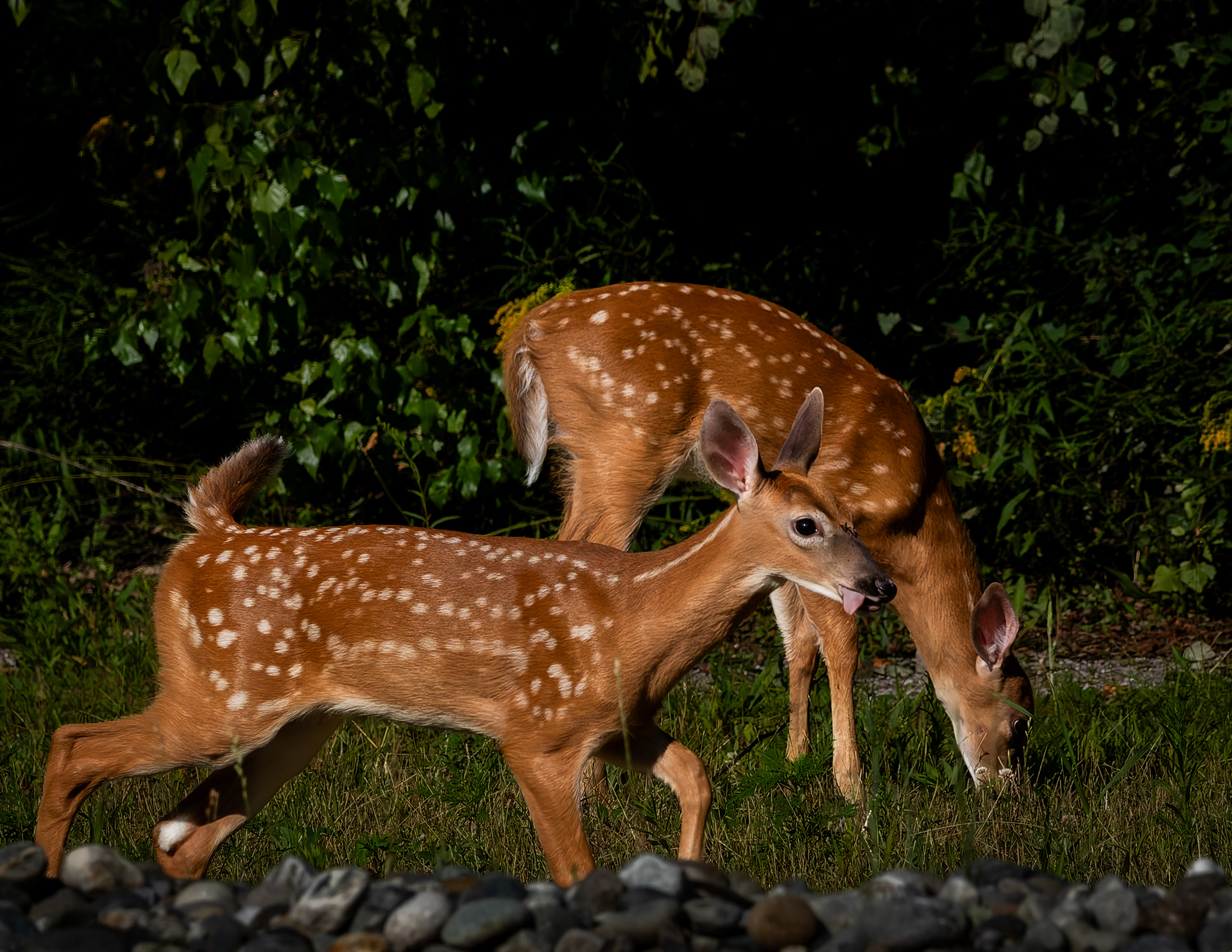 Whitetail Fawns
