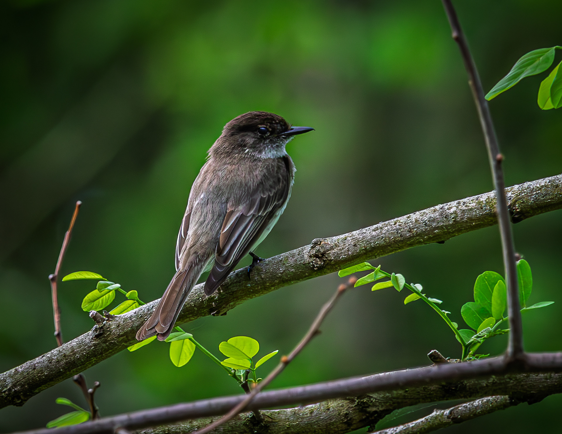 Eastern Phoebe - June 7, 2026