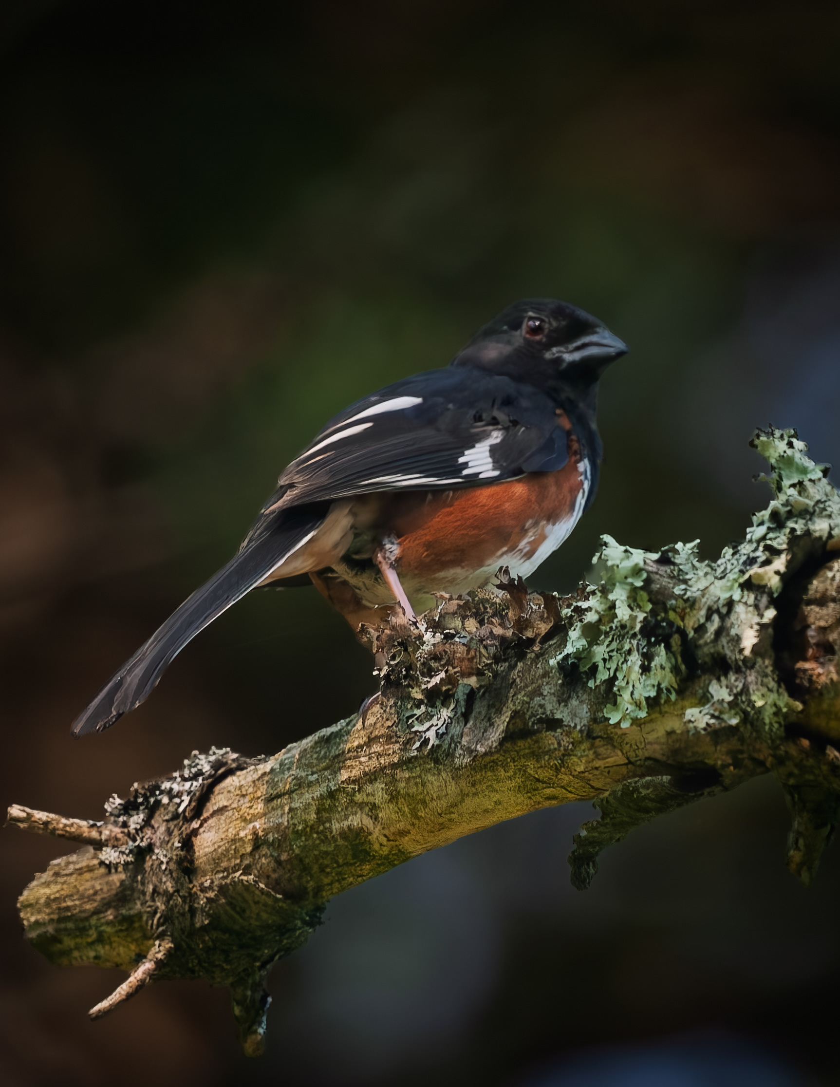 Male Eastern Towhee No3