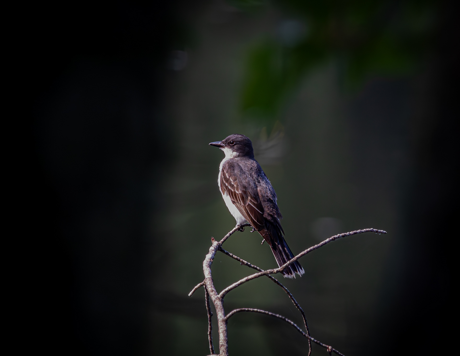 Eastern Kingbird at CSV No1