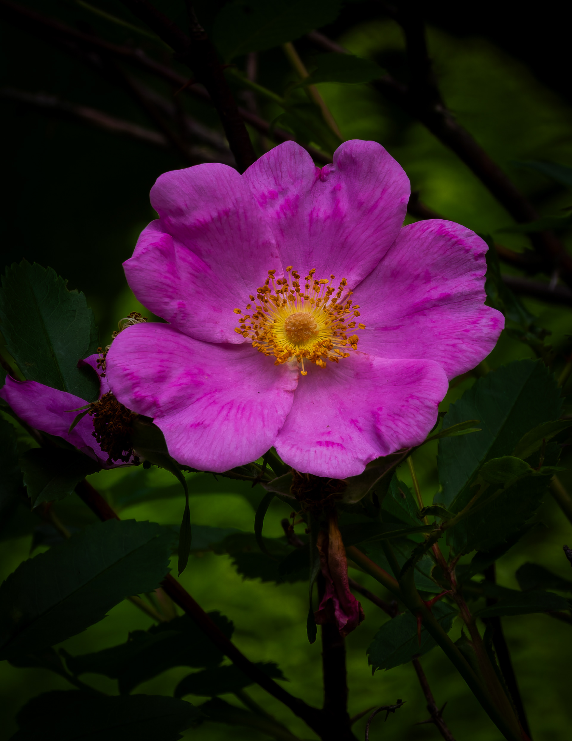 Virginiana Rose - July 4, 2026