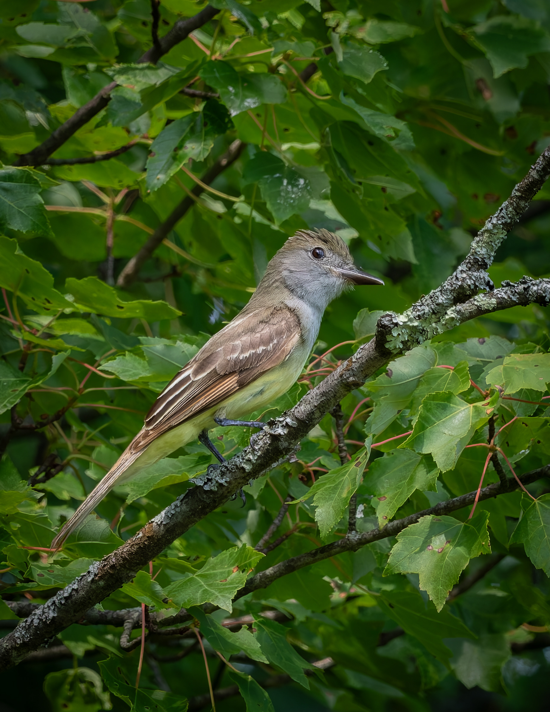Grey Crested Flycatcher No1