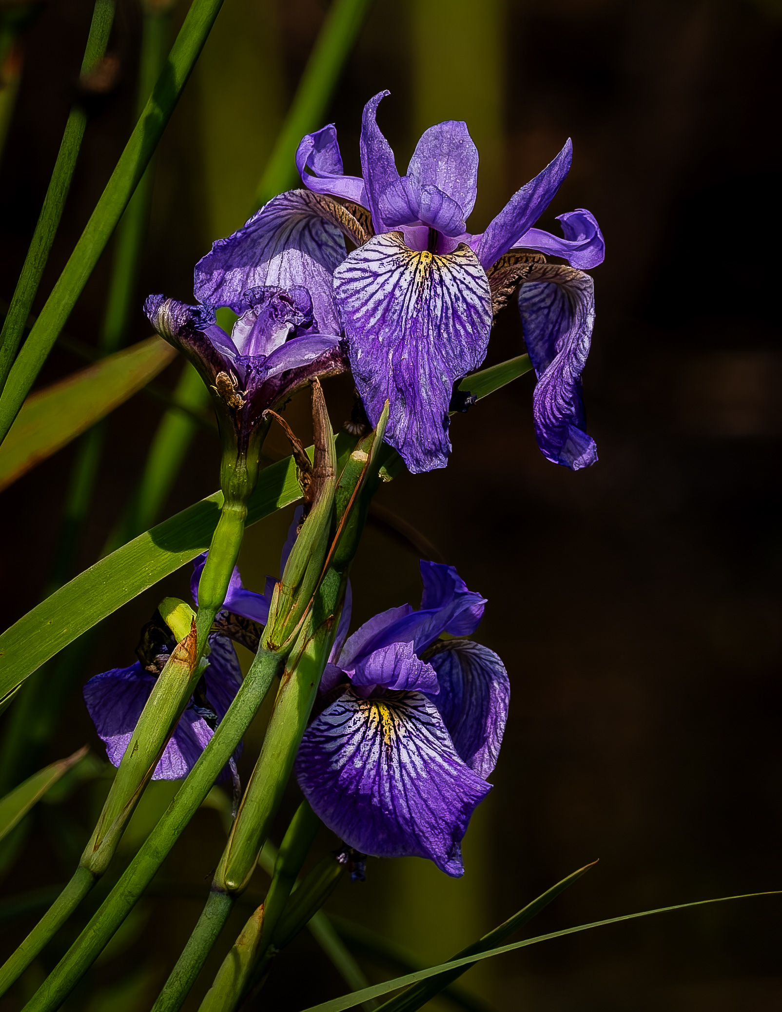 Purple Iris Growing Wild at Quincy Bog - July 20, 2026
