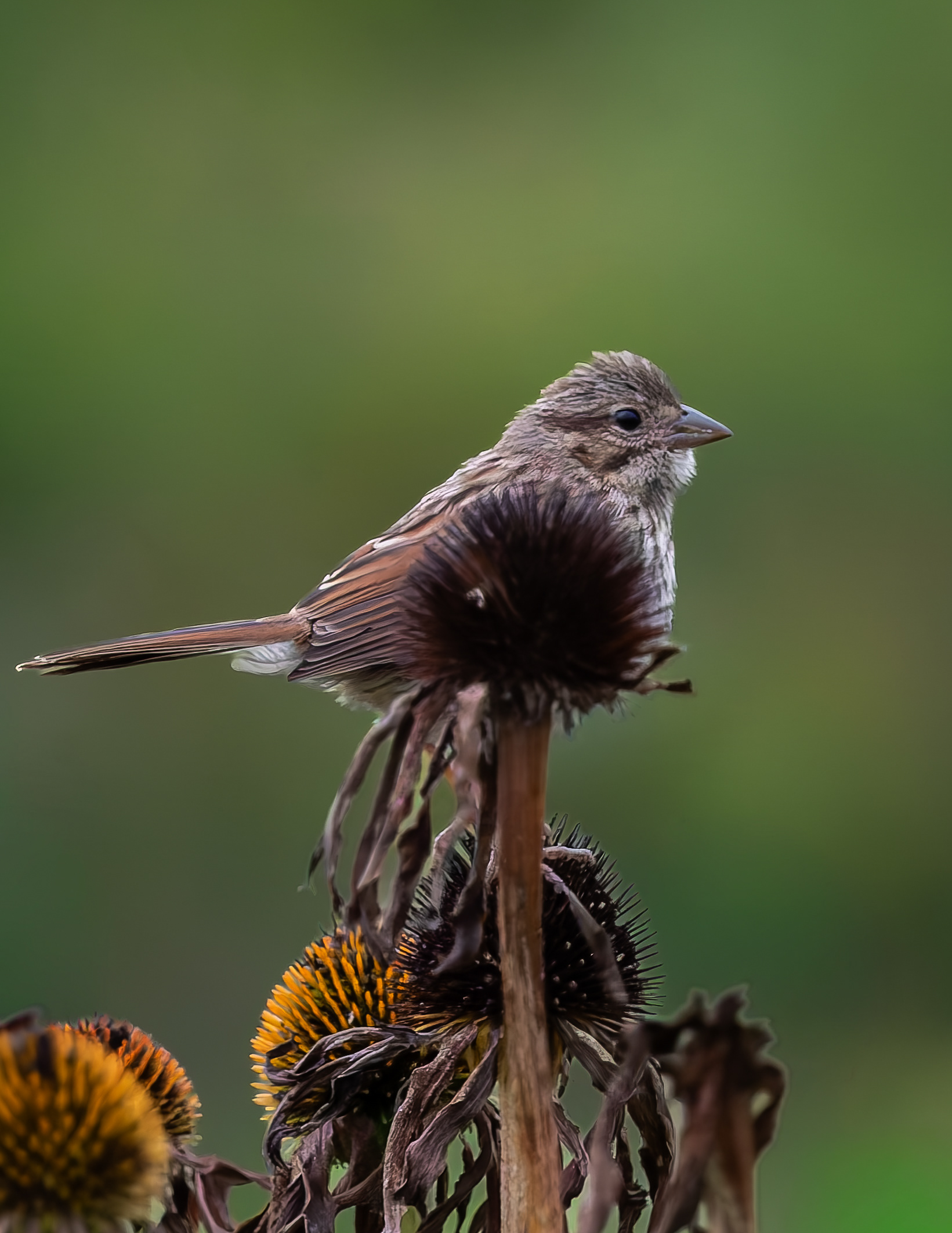 Song Sparrow No1 - September 8, 2026