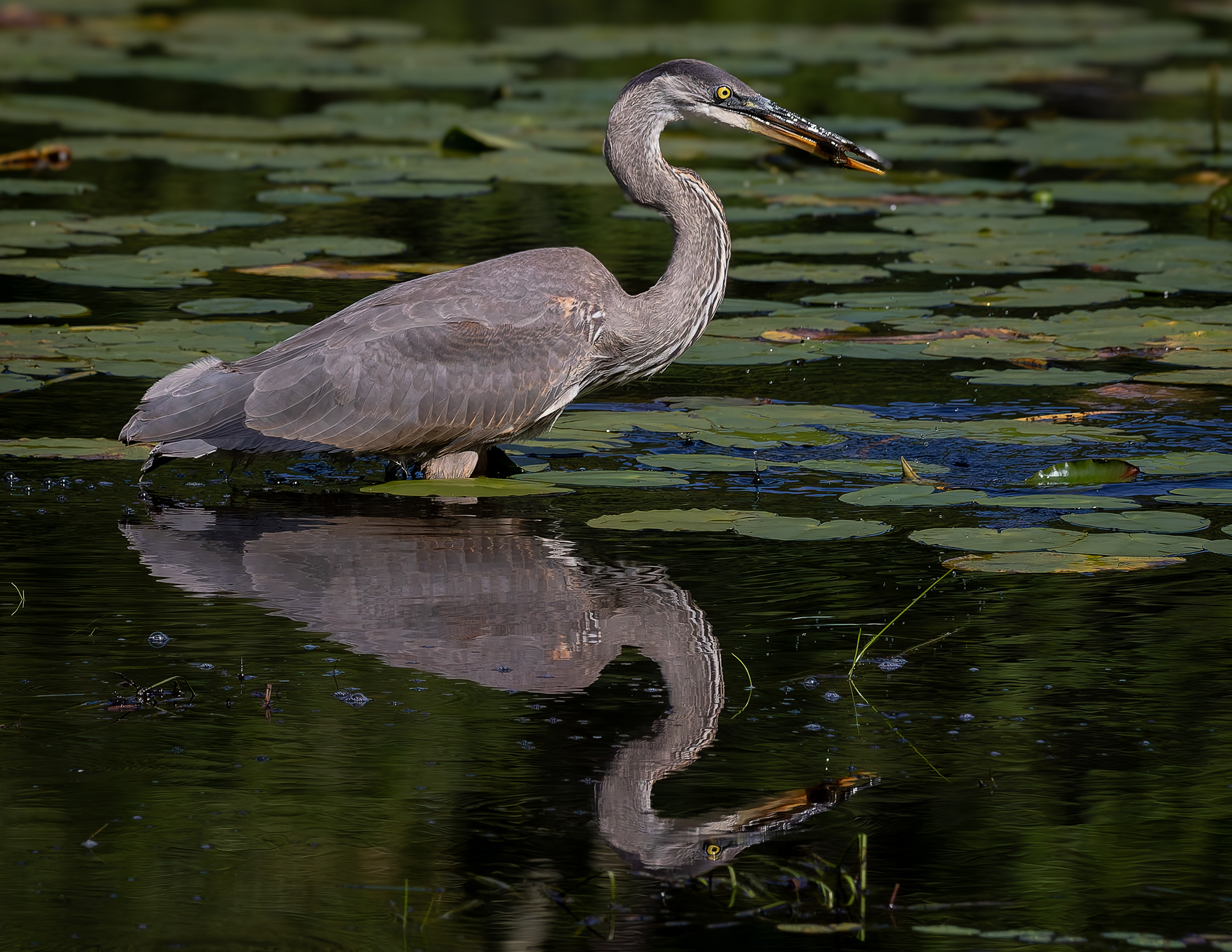 Great Blue Heron No14